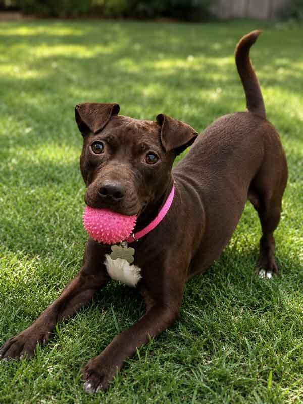 Enlarge Emmy, a Adoptable mixed breed in Kennesaw, GA image 3/5