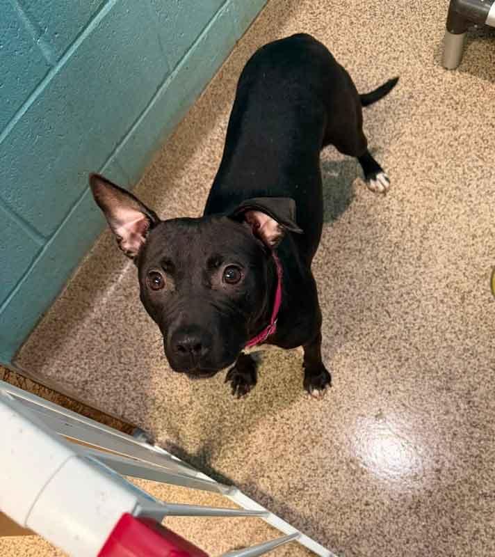 Enlarge Emmy, a Adoptable mixed breed in Kennesaw, GA image 4/5
