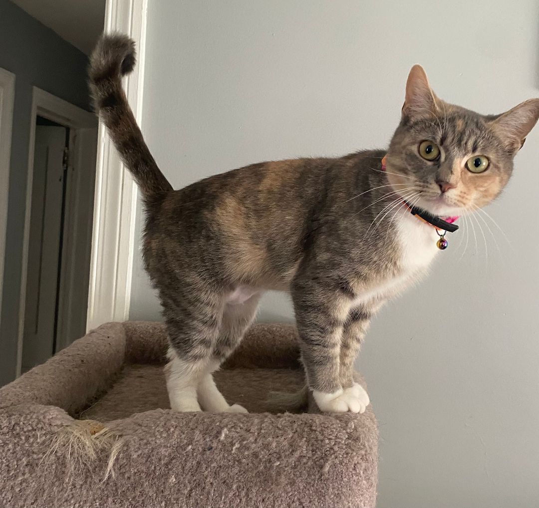 Stella