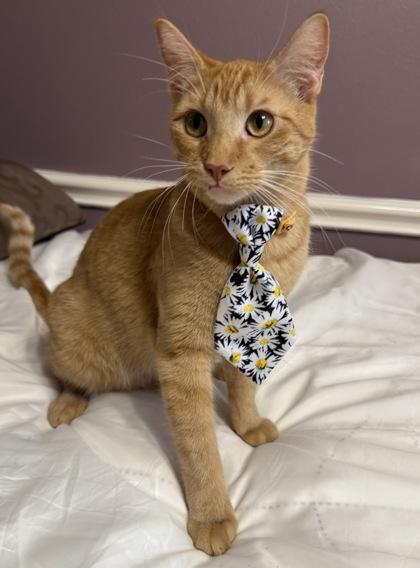 Nacho, Adoptable, Kitten Male Domestic Short Hair & Domestic Short Hair.