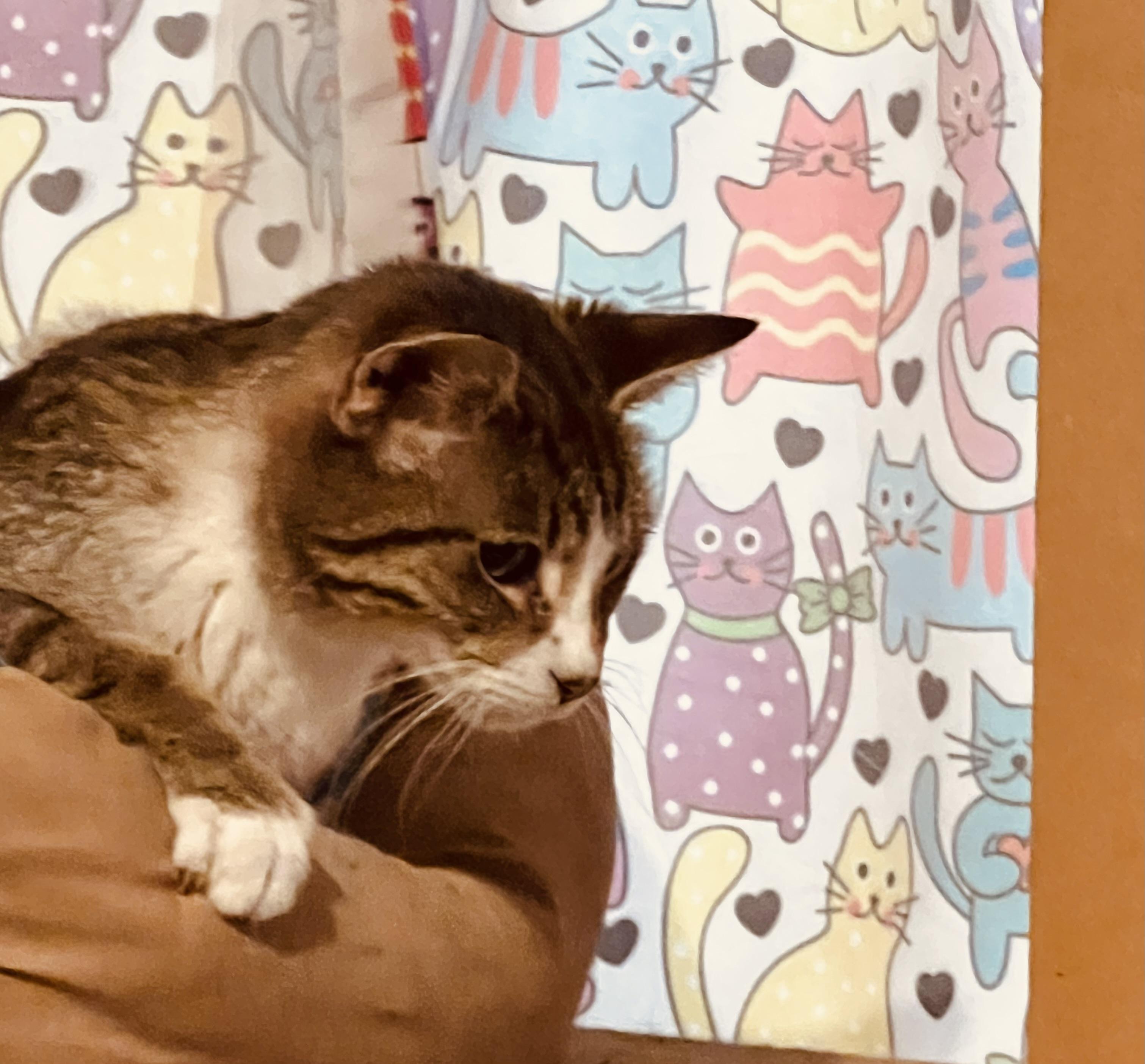 Enlarge Leah, a Adoptable mixed breed in Granite City, IL image 5/5