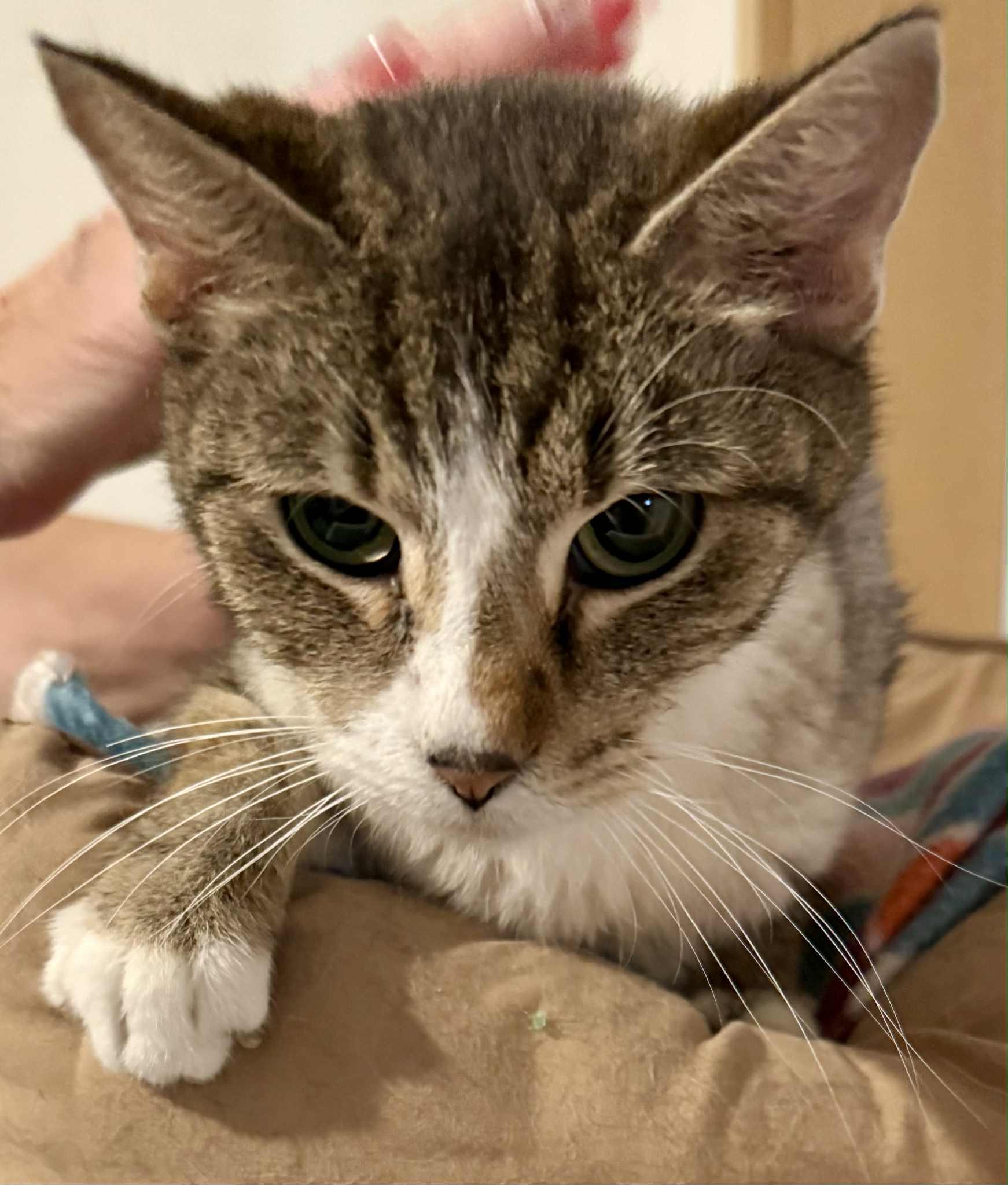 Enlarge Leah, a Adoptable mixed breed in Granite City, IL image 4/5