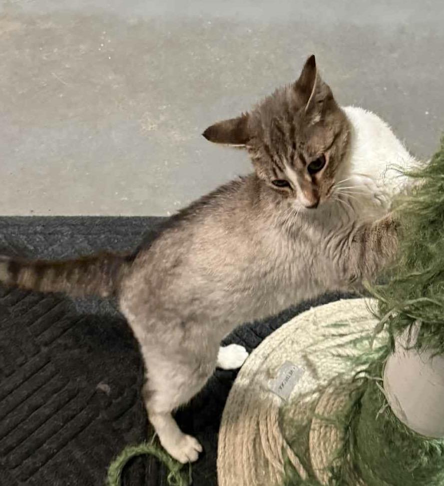 Enlarge Leah, a Adoptable mixed breed in Granite City, IL image 3/5