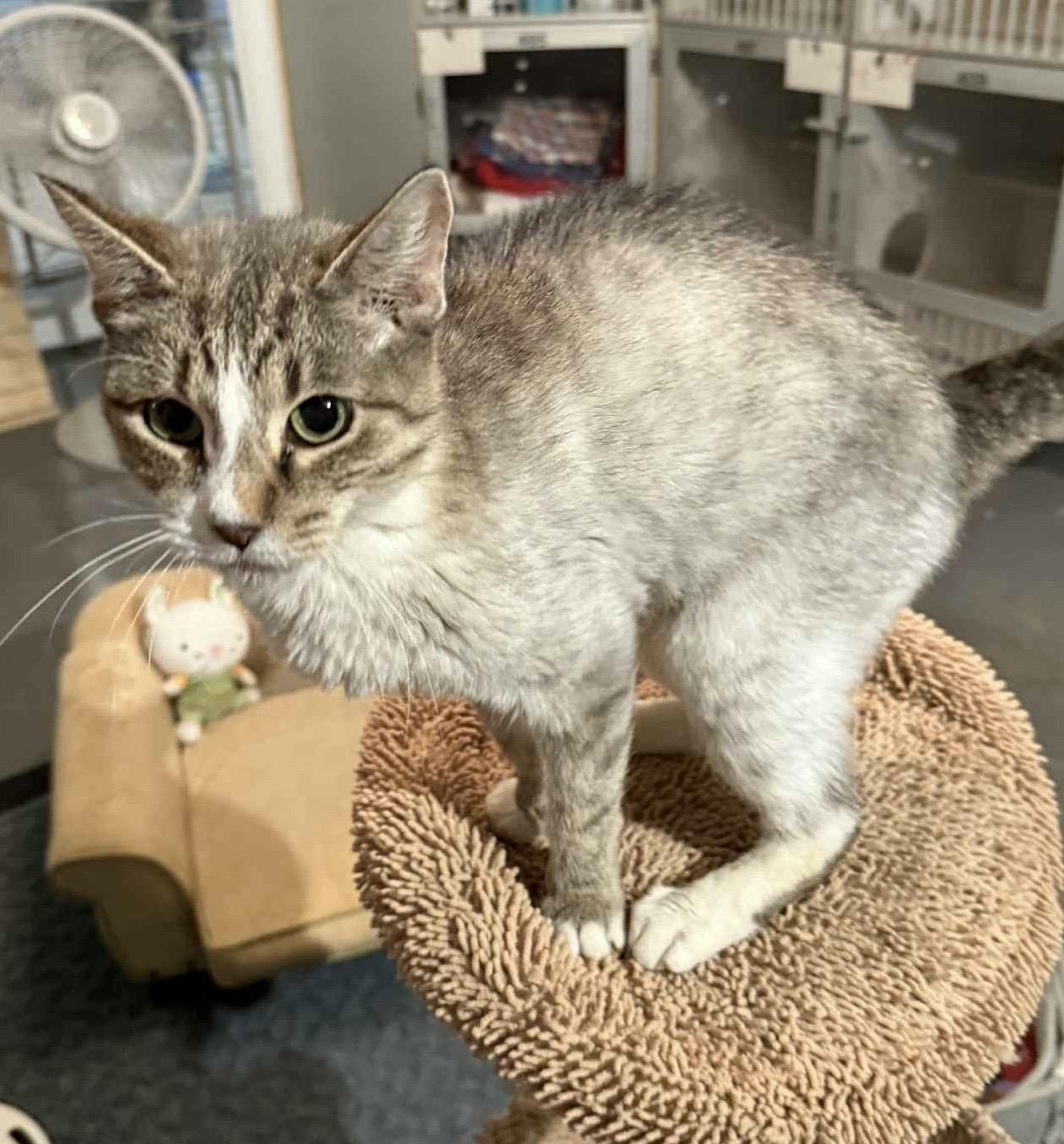 Enlarge Leah, a Adoptable mixed breed in Granite City, IL image 2/5