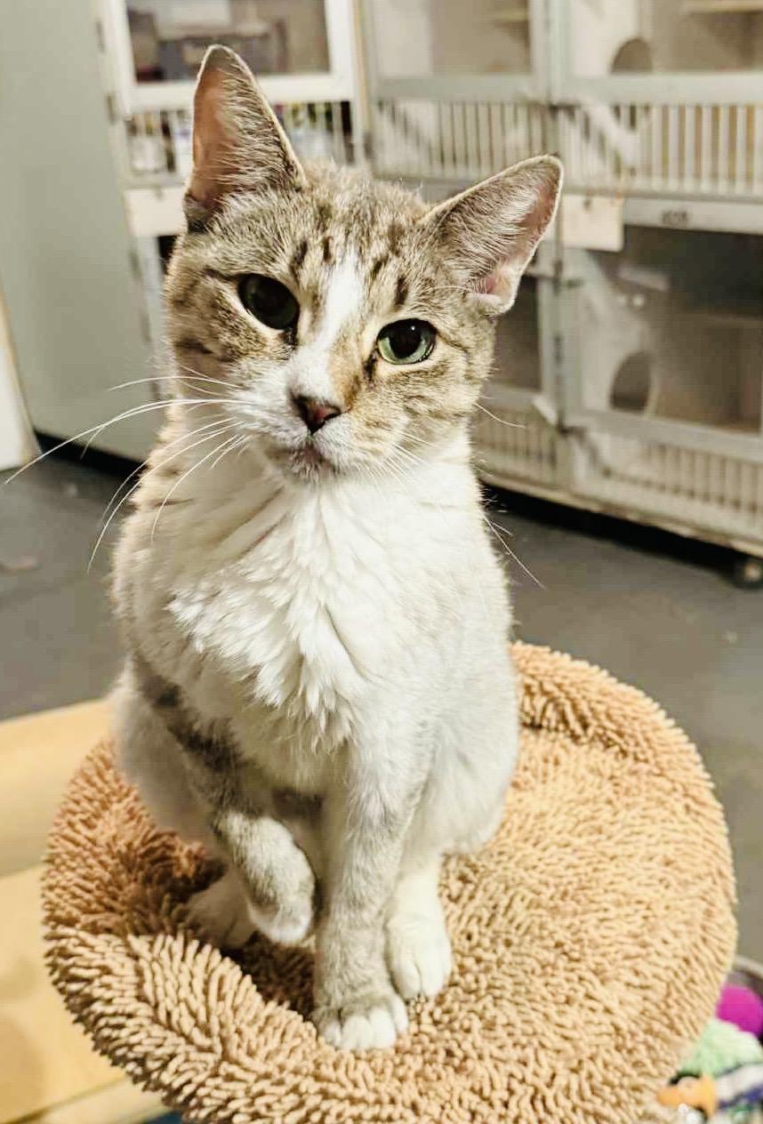 Leah, Adoptable, Adult Female American Shorthair.