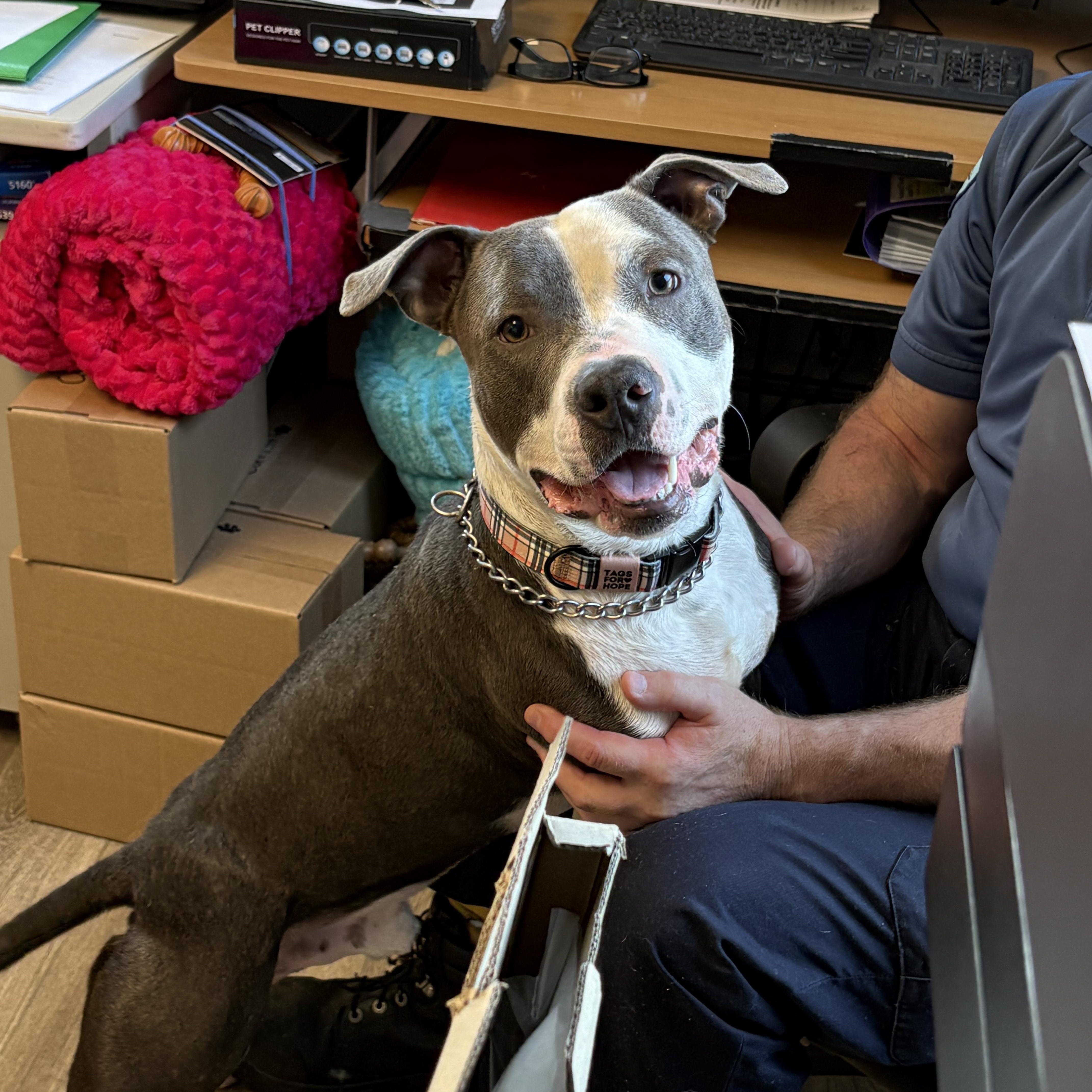 Squiggy, a Adoptable mixed breed in Milford, CT image 1/4