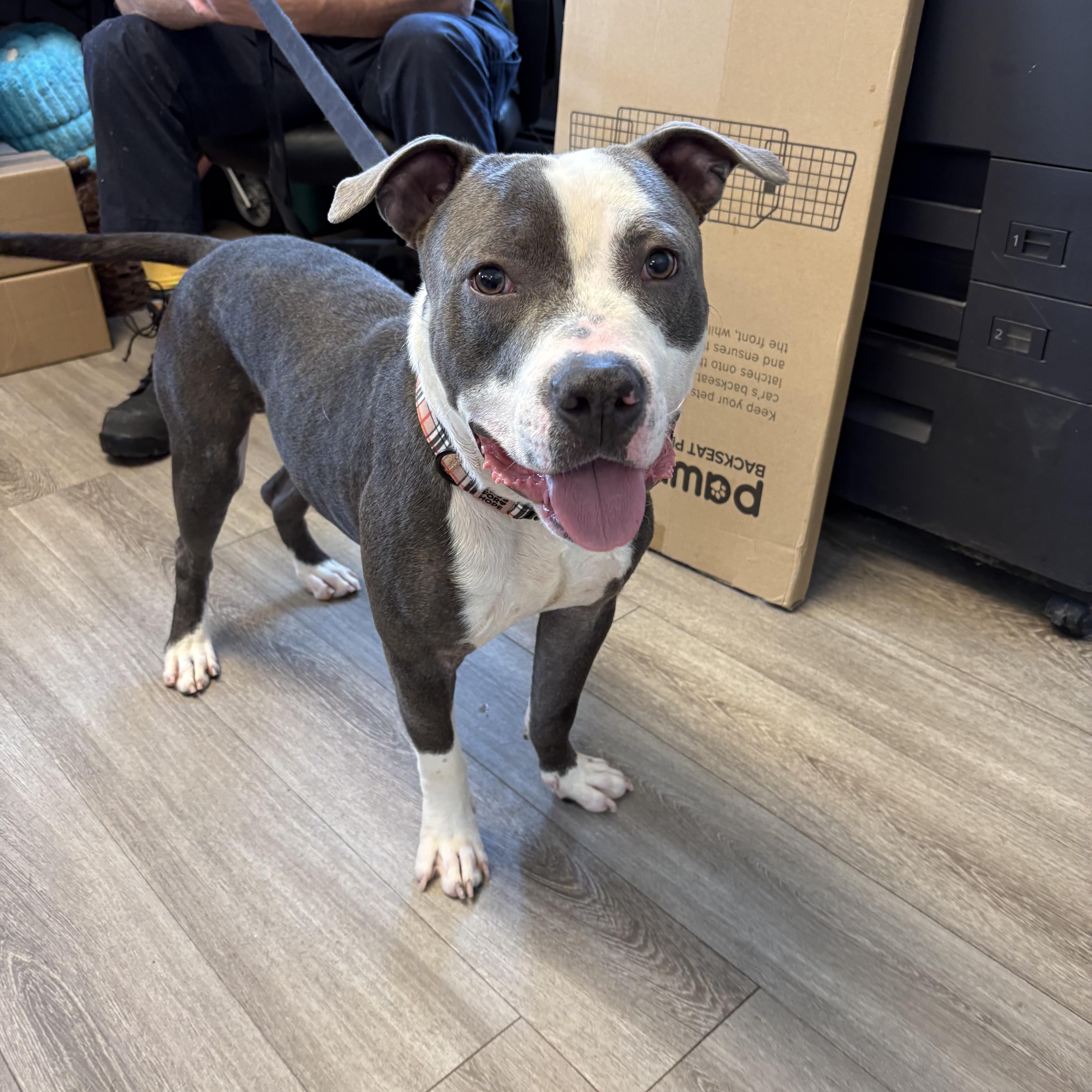 Squiggy, a Adoptable mixed breed in Milford, CT image 2/4