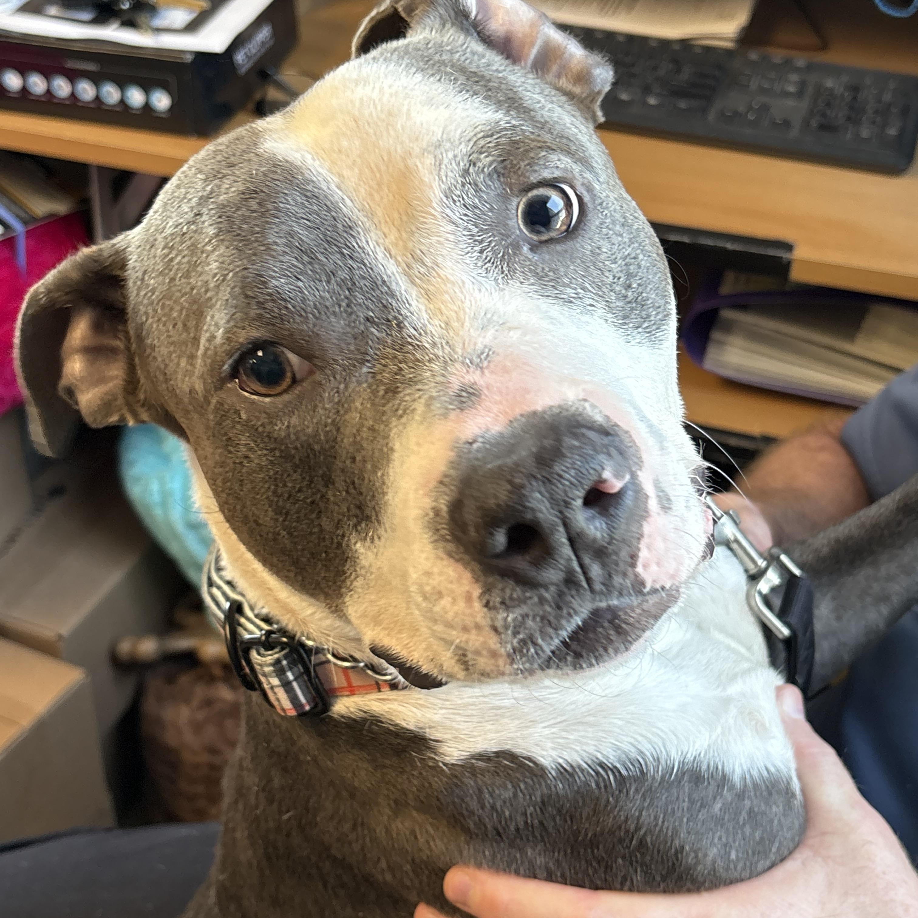 Squiggy, a Adoptable mixed breed in Milford, CT image 3/4