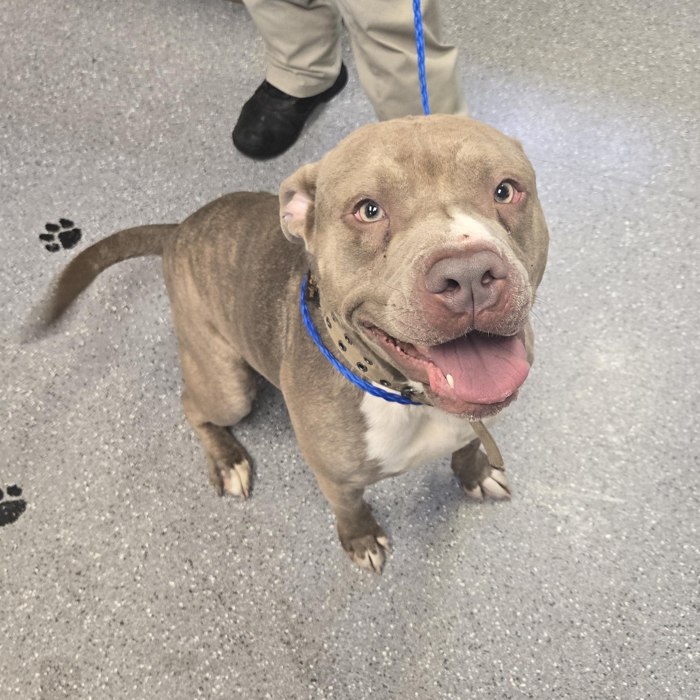 Enlarge Titan, a Adoptable mixed breed in Watertown, NY image 1/1