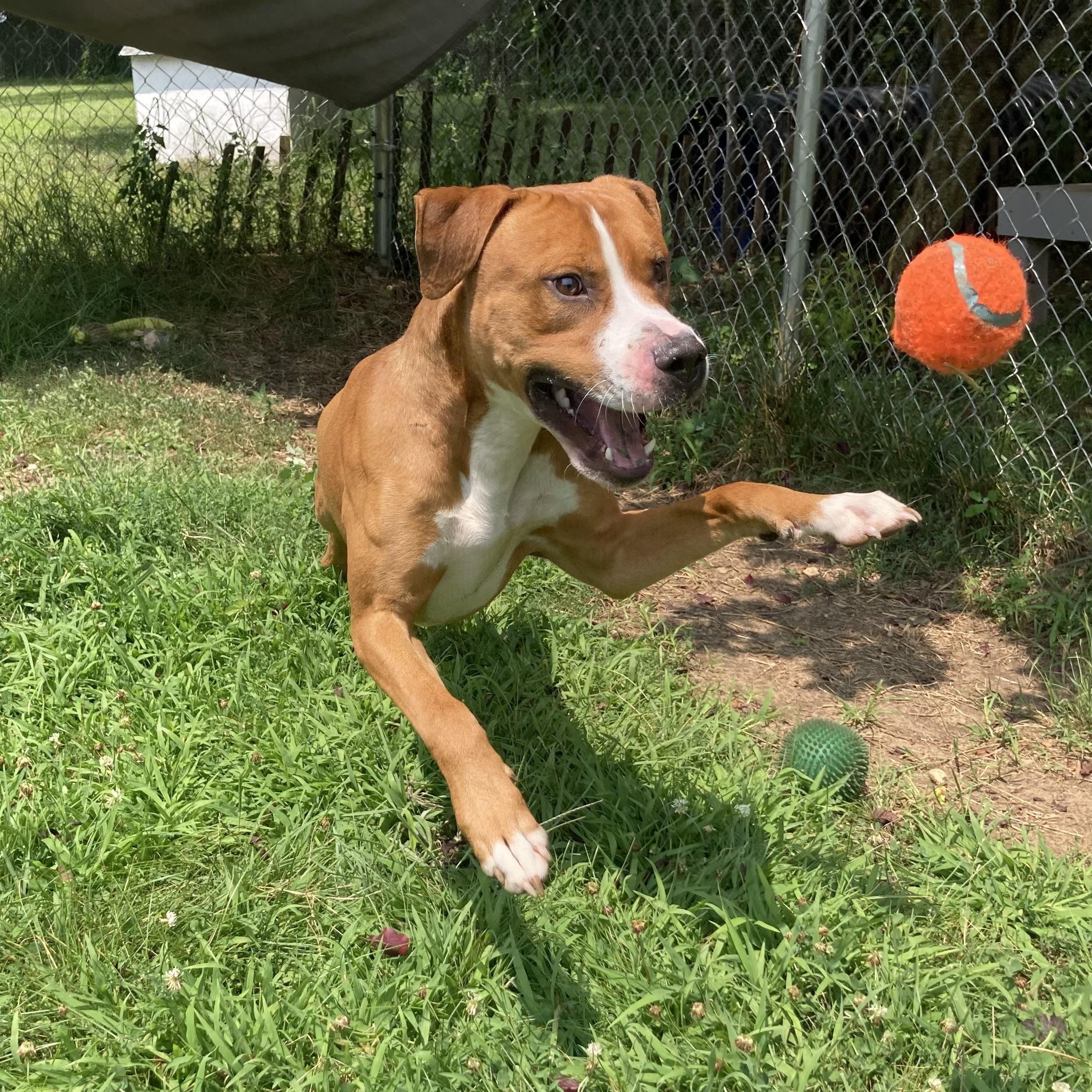 Olympian, ADOPTABLE, Young Male Mixed Breed.