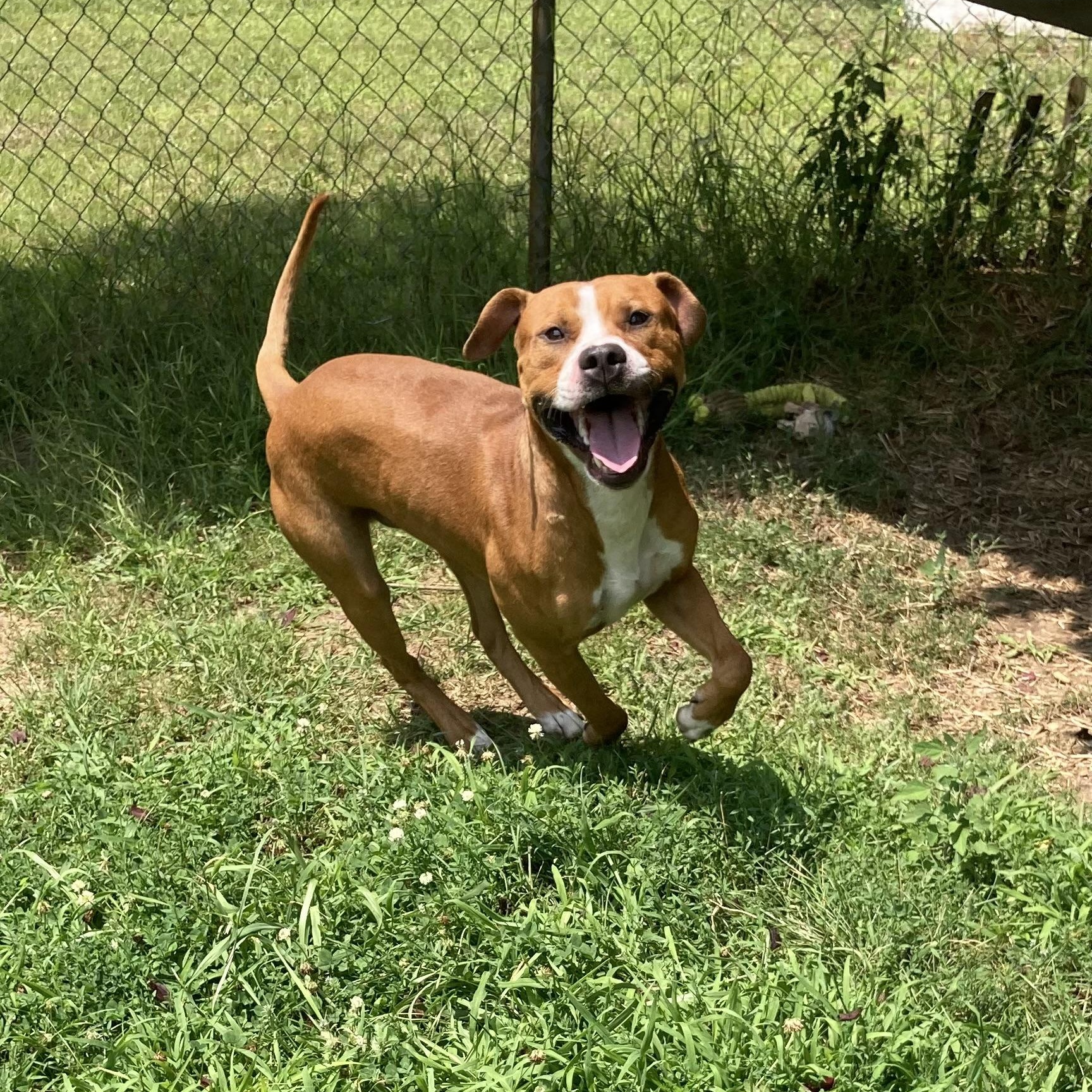 Enlarge Olympian, a ADOPTABLE Mixed Breed in Mishawaka, IN image 4/4