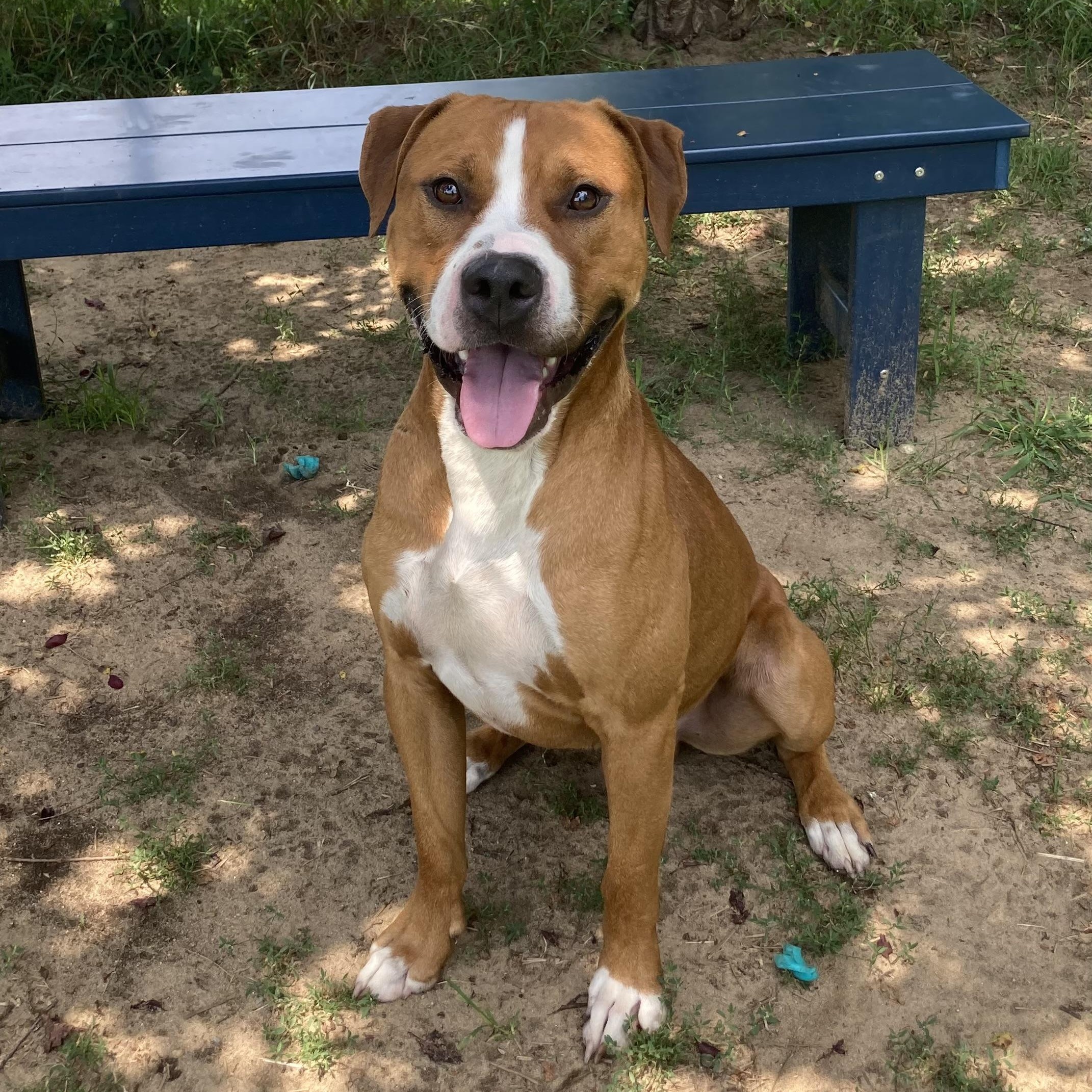 Enlarge Olympian, a ADOPTABLE Mixed Breed in Mishawaka, IN image 3/4