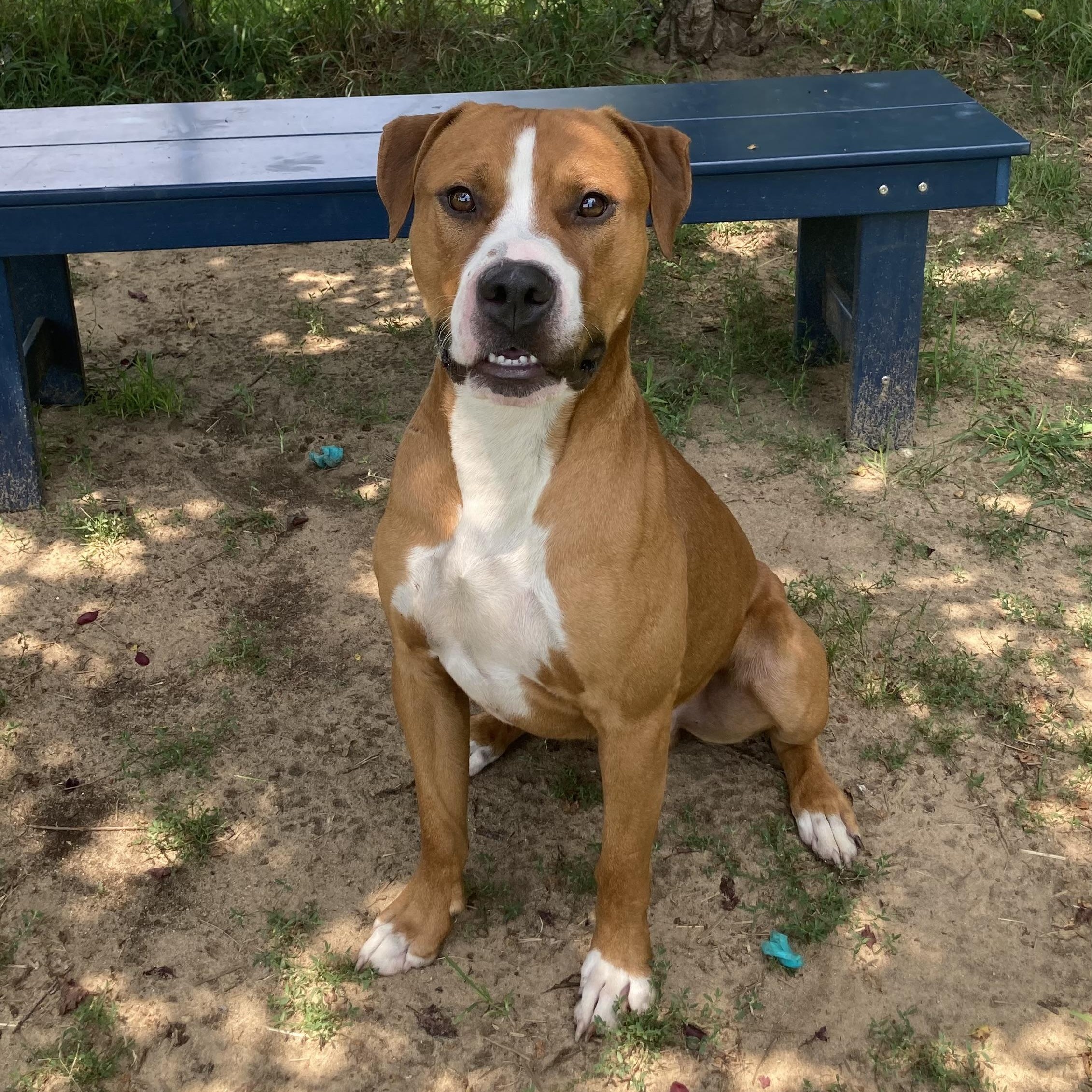 Enlarge Olympian, a ADOPTABLE Mixed Breed in Mishawaka, IN image 2/4