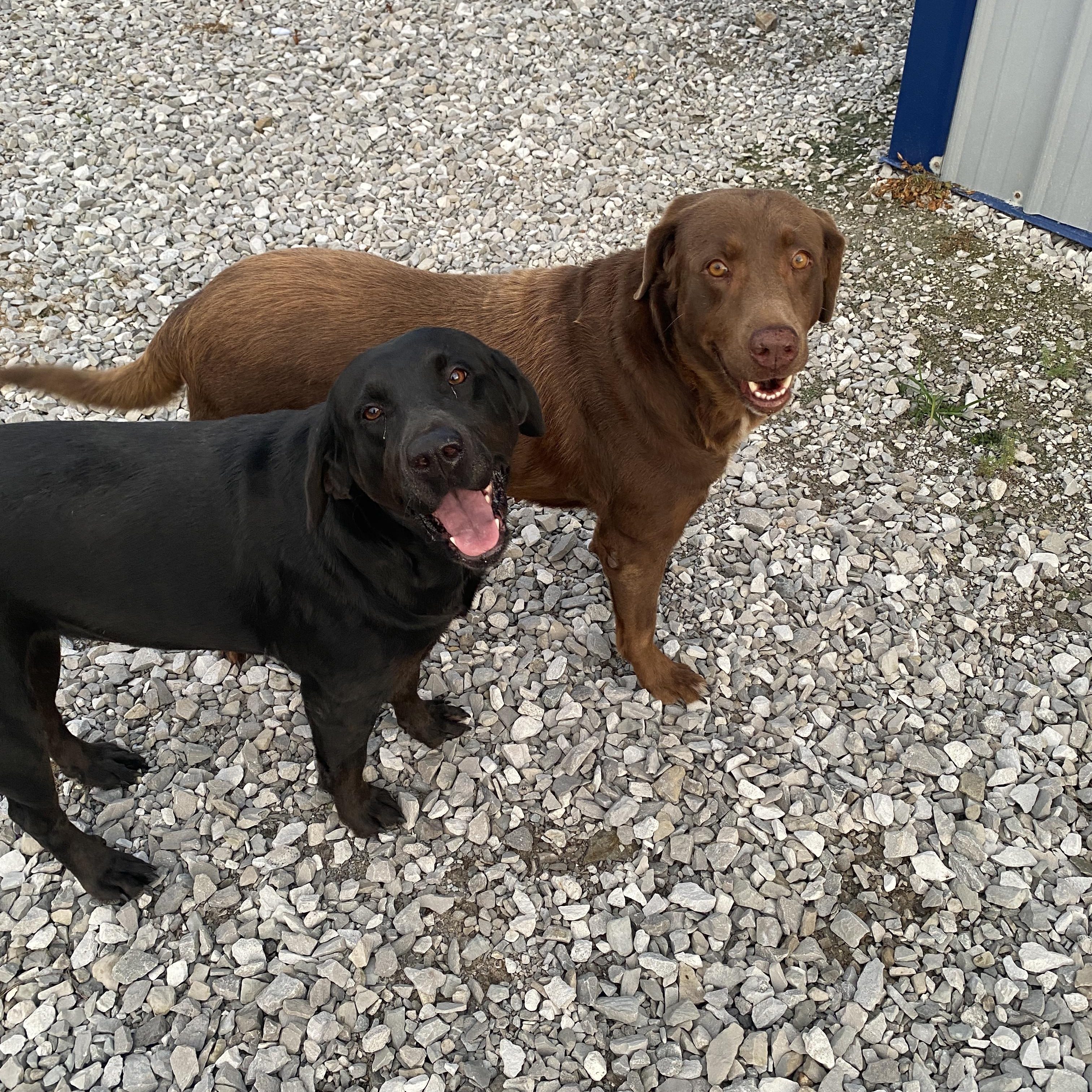 Maggie & Molly, a Adoptable Labrador Retriever in Hartford, KY image 2/6
