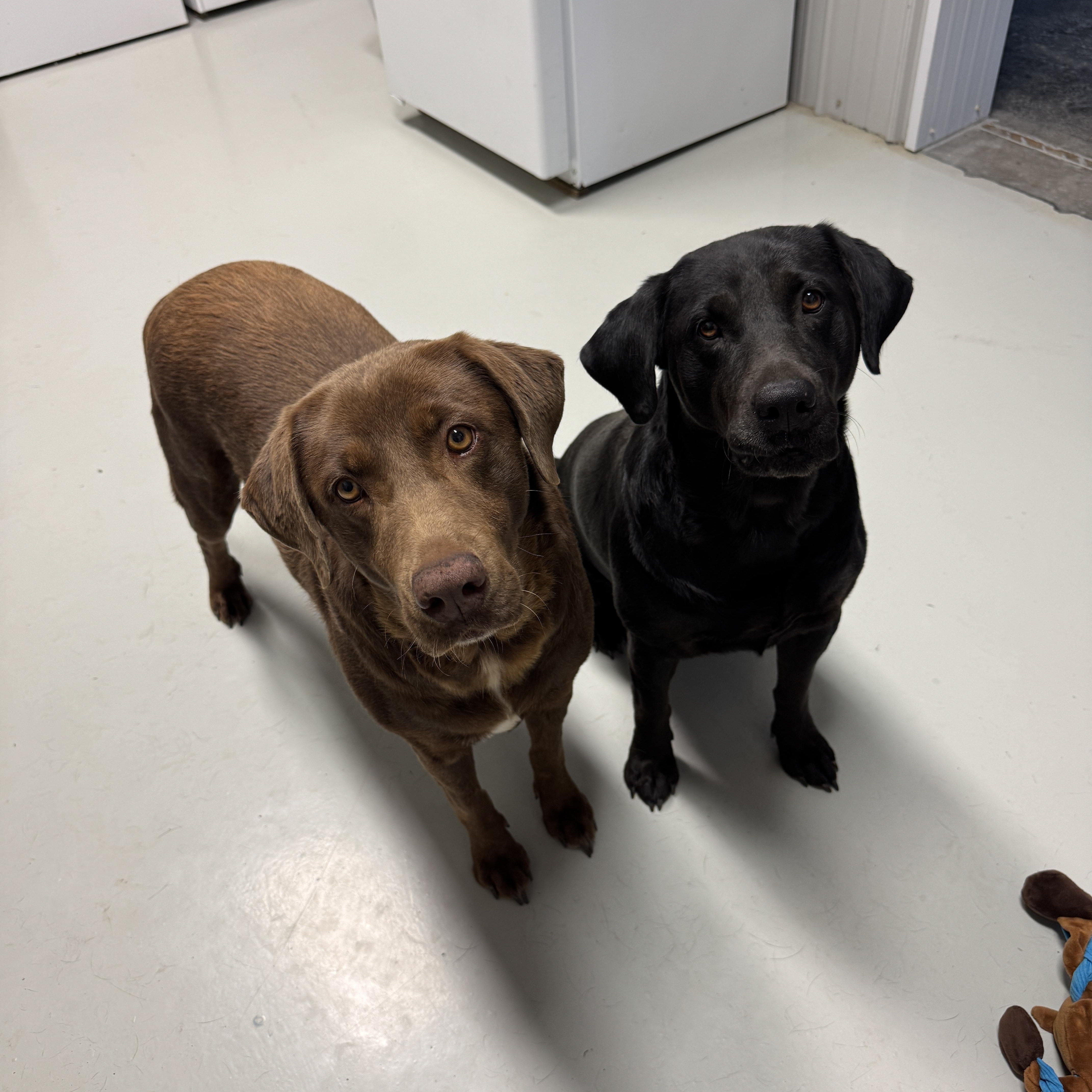 Maggie & Molly, a Adoptable Labrador Retriever in Hartford, KY image 3/6