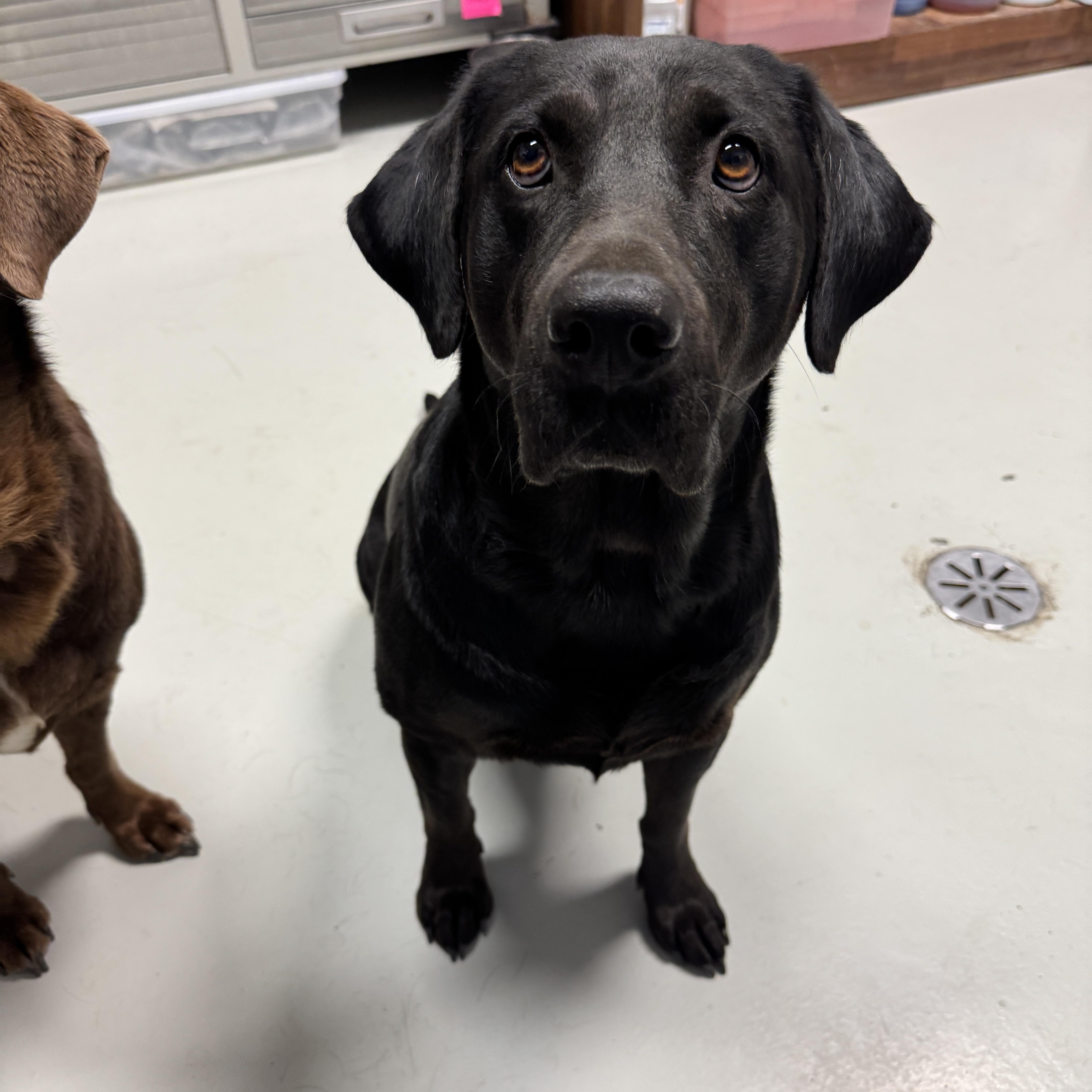 Maggie & Molly, a Adoptable Labrador Retriever in Hartford, KY image 6/6