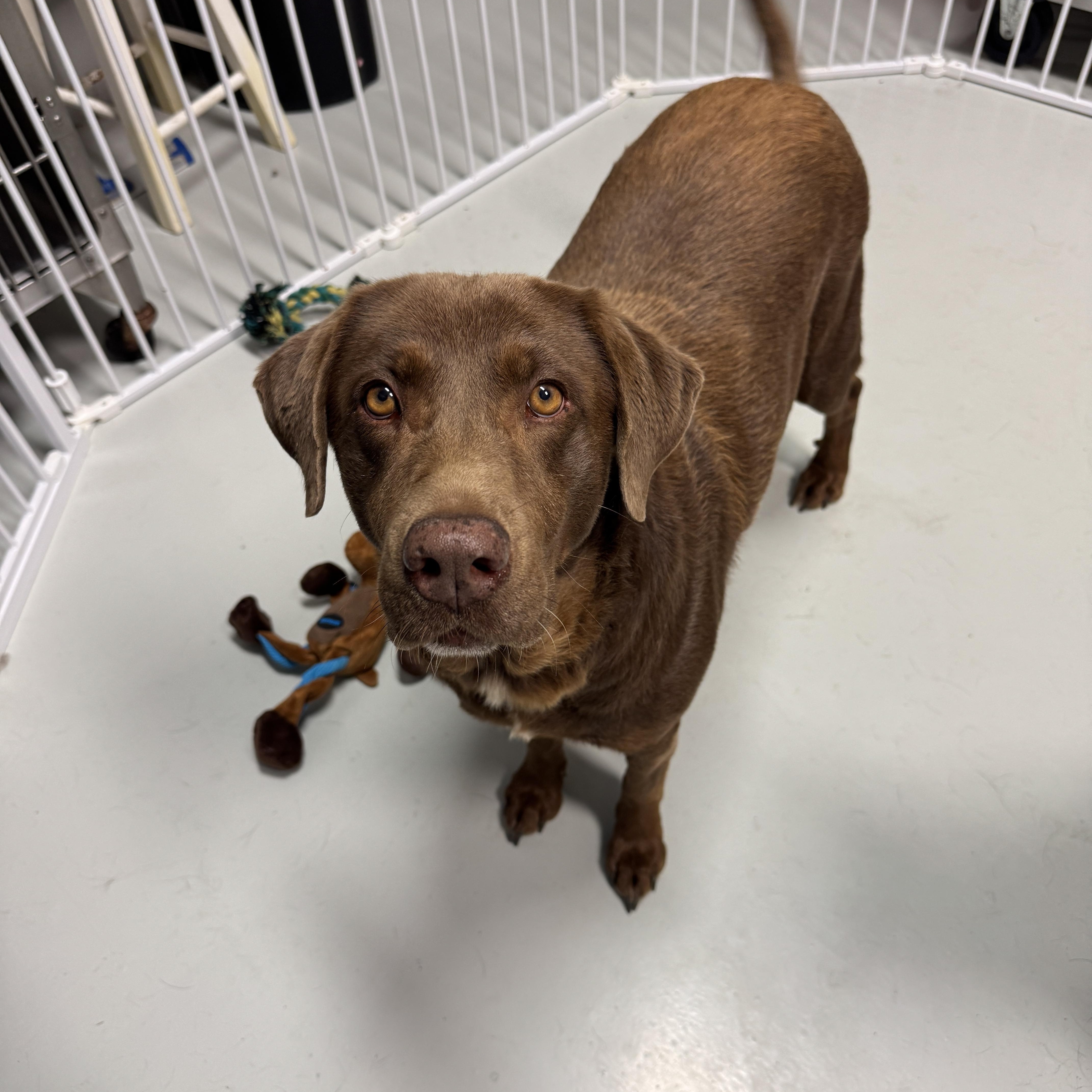Maggie & Molly, a Adoptable Labrador Retriever in Hartford, KY image 4/6