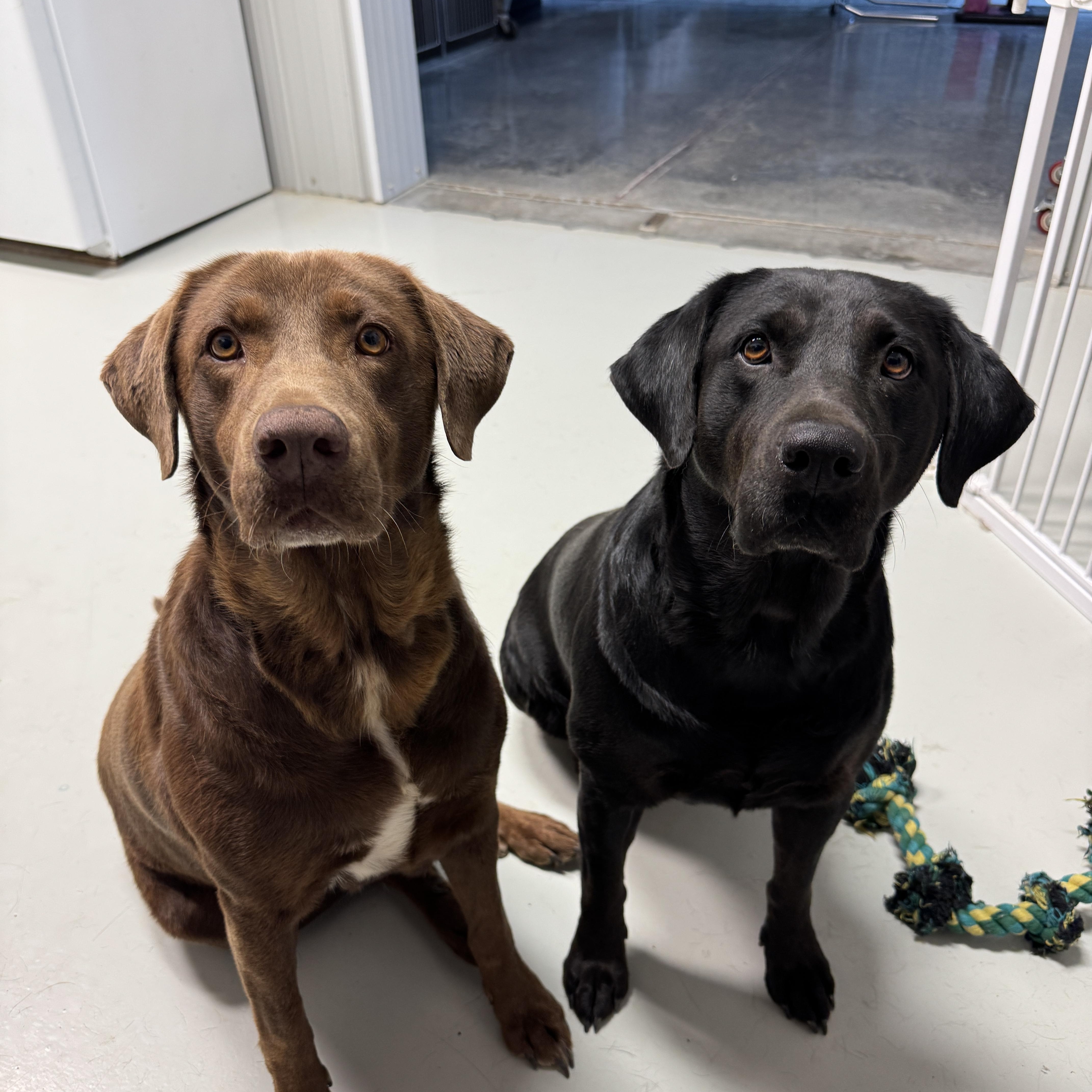 Maggie & Molly, a Adoptable Labrador Retriever in Hartford, KY image 1/6