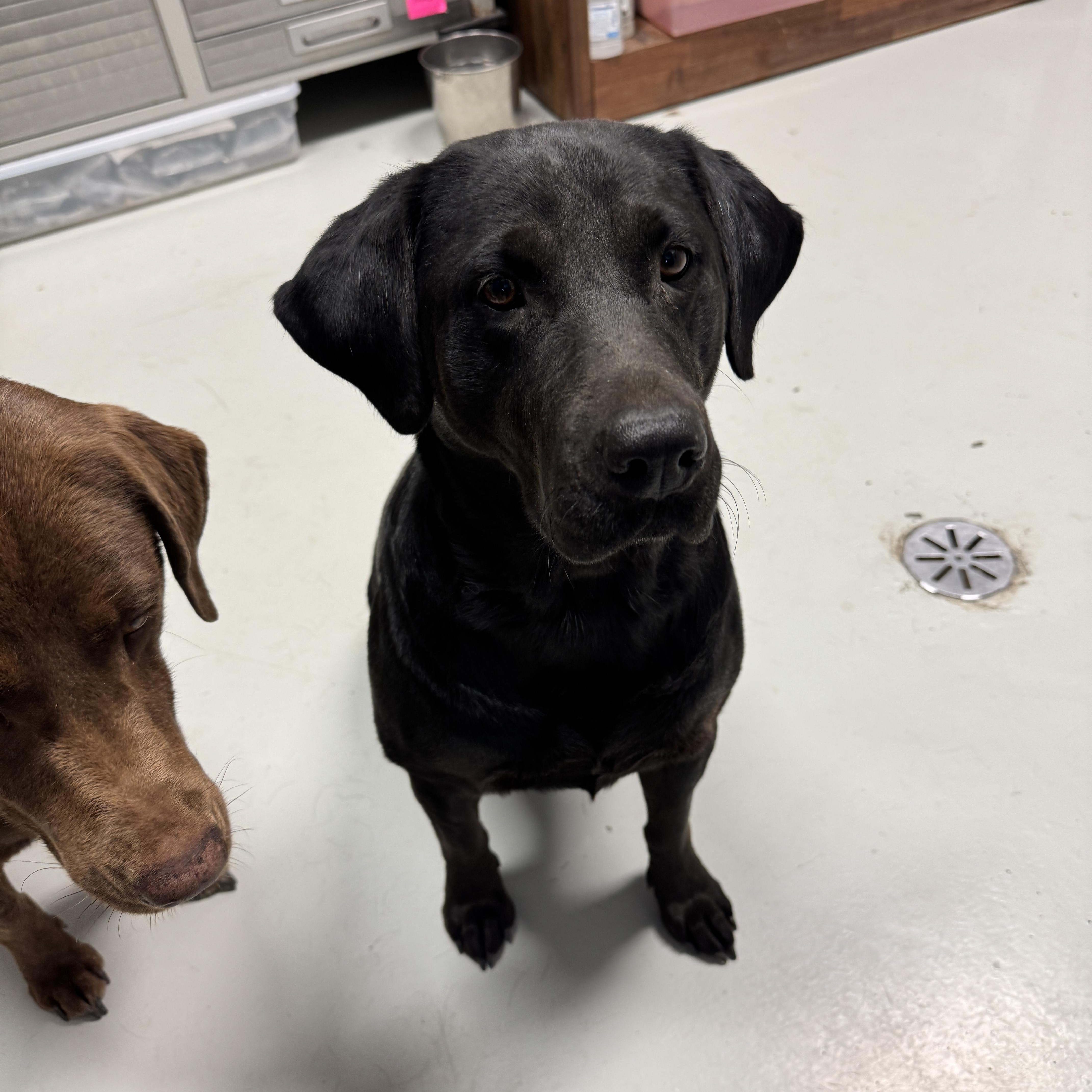 Maggie & Molly, a Adoptable Labrador Retriever in Hartford, KY image 5/6