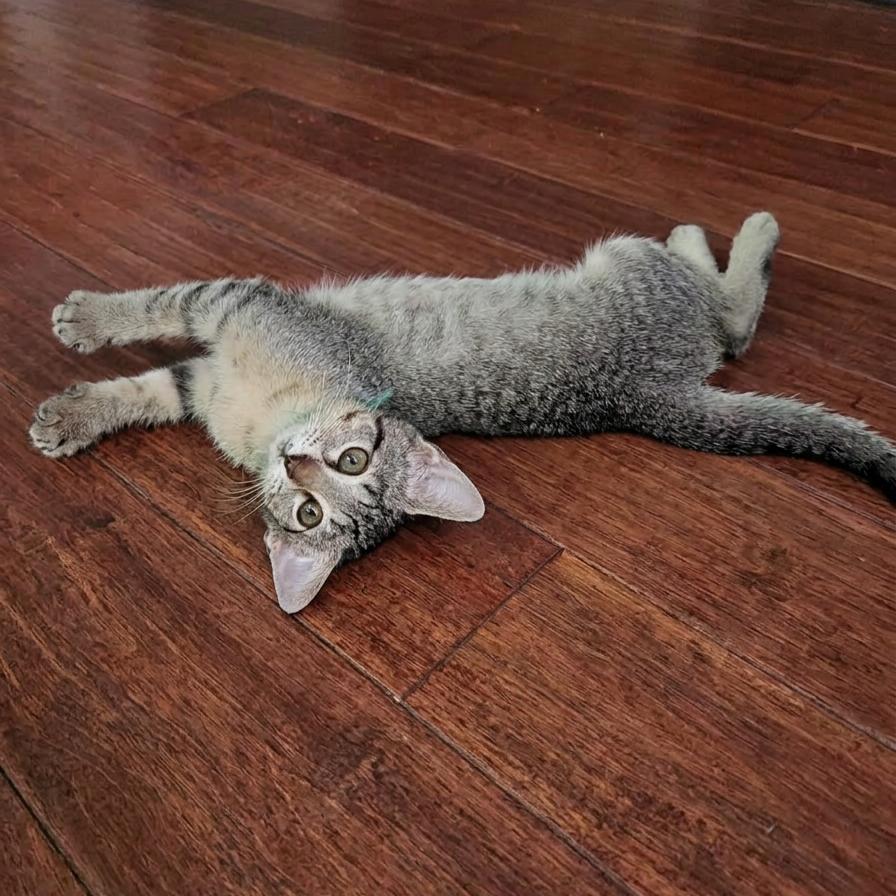 Jade, an adopted Domestic Short Hair in Allen, TX image 2/5