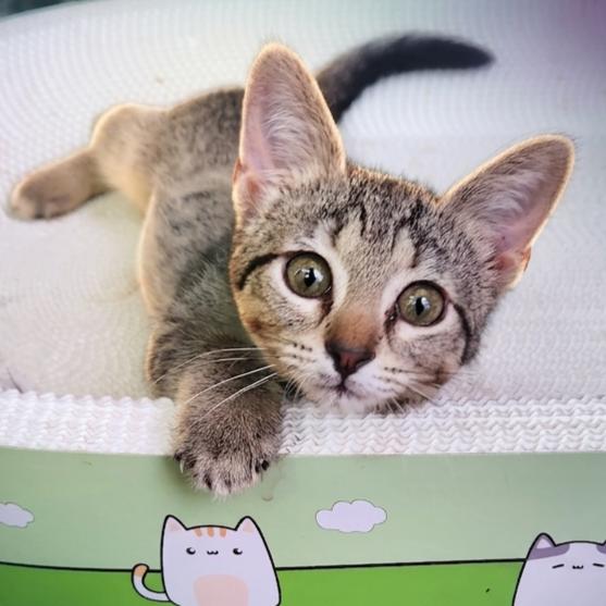 Jade, an adopted Domestic Short Hair in Allen, TX image 3/5