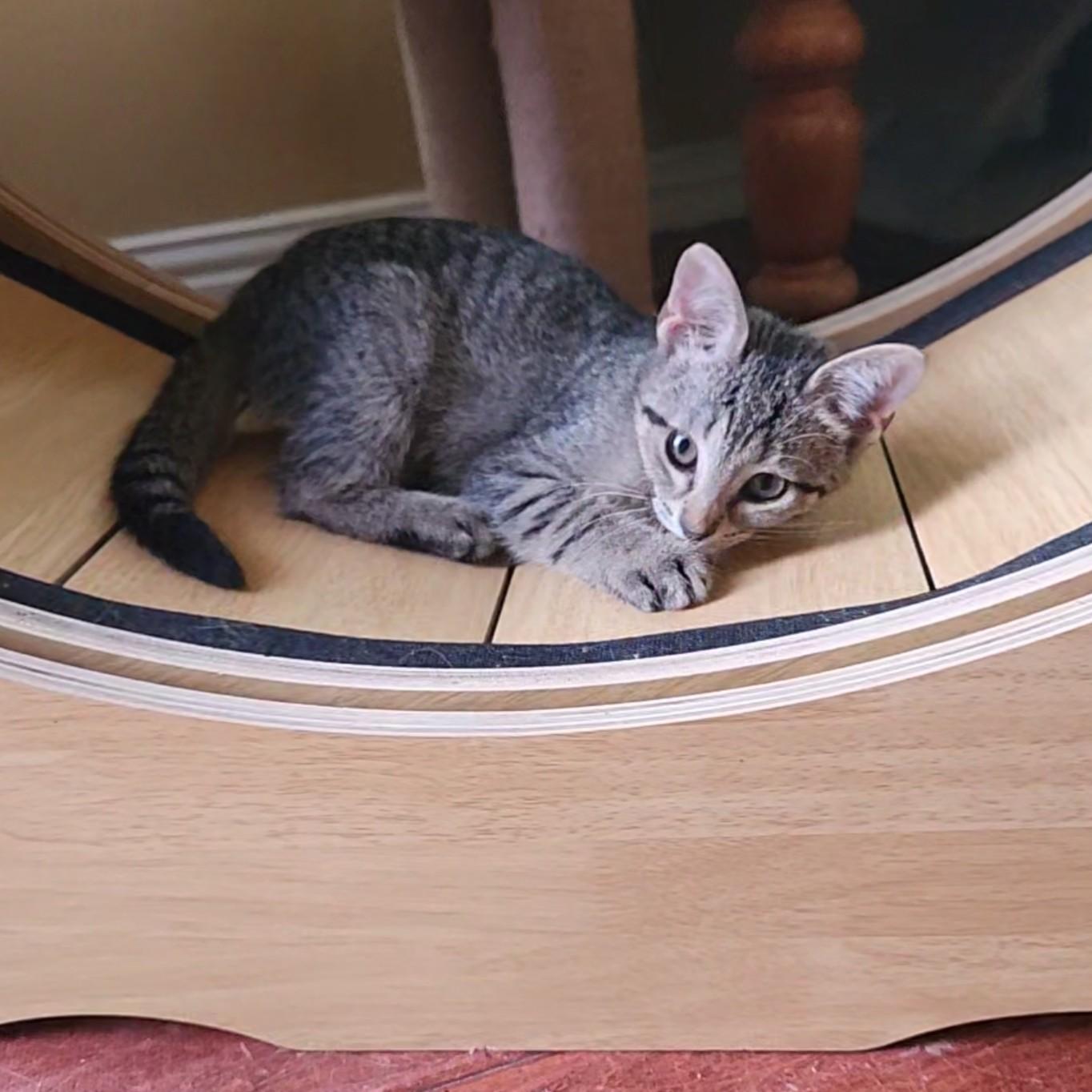 Jade, an adopted Domestic Short Hair in Allen, TX image 4/5