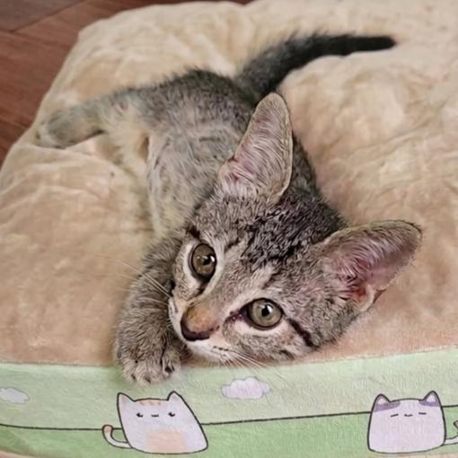 Jade, an adopted Domestic Short Hair in Allen, TX image 5/5