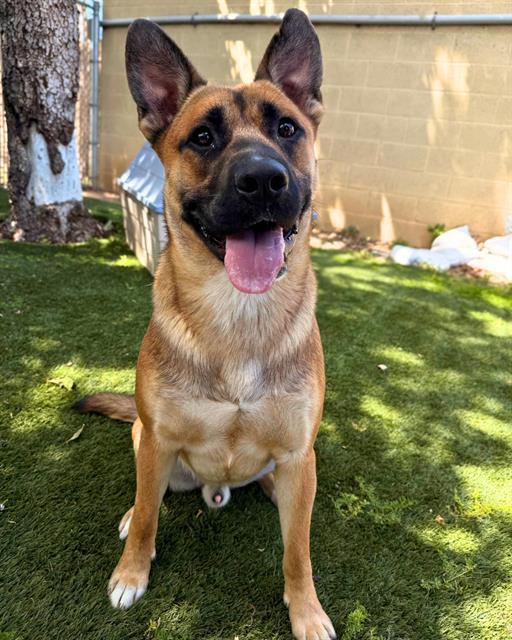 BODHI, Adoptable, Young Male German Shepherd Dog & Labrador Retriever.
