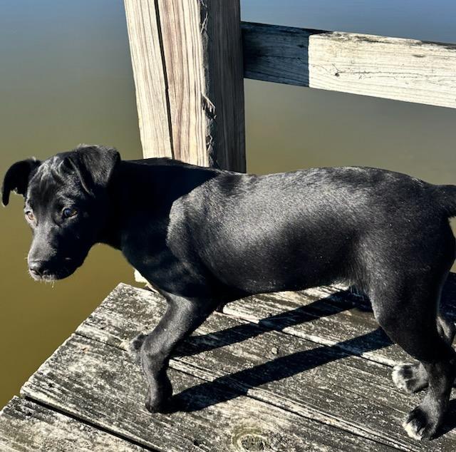 Enlarge Little Debbie Treat , an adopted mixed breed in Andover, MA image 3/6