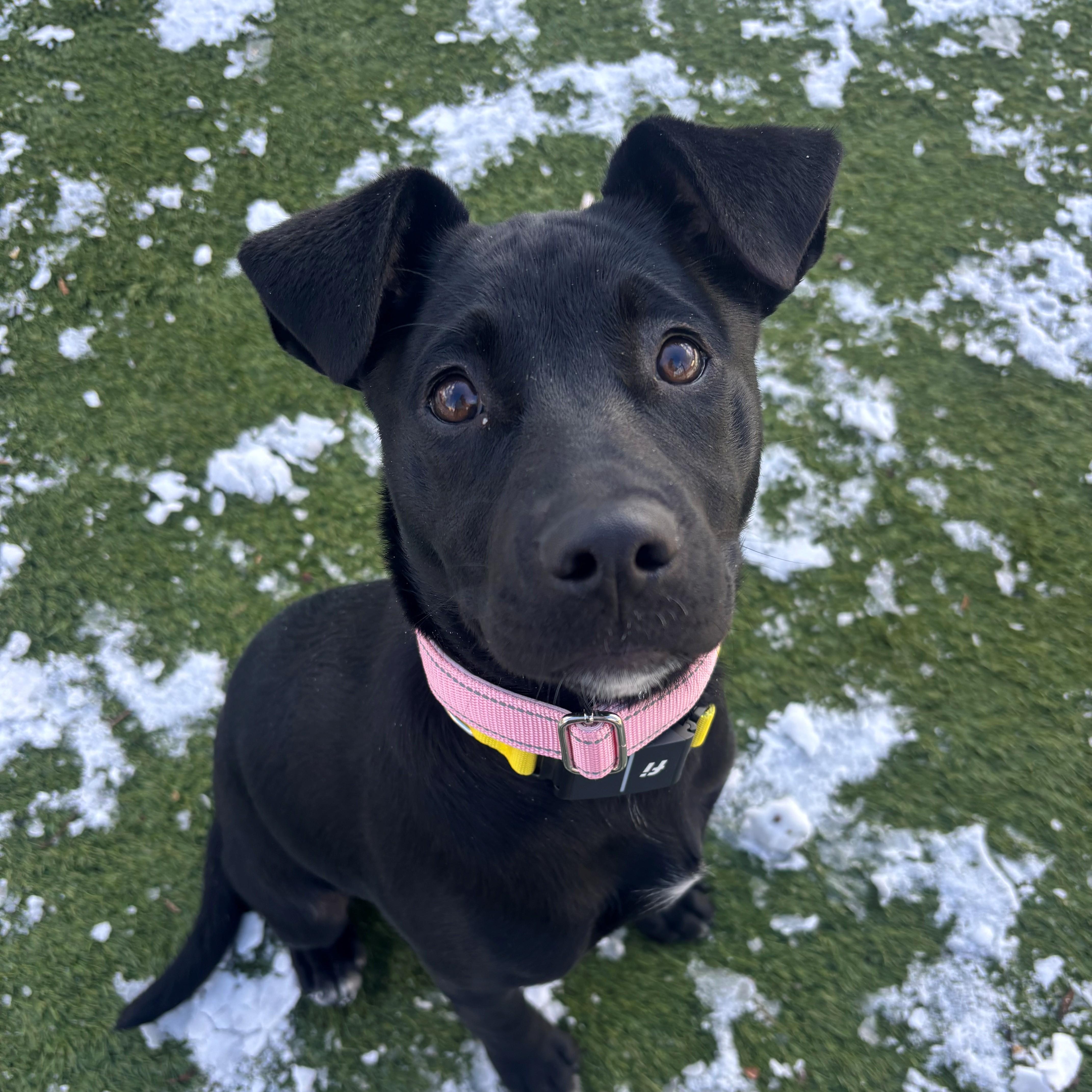 Enlarge Little Debbie Treat , an adopted mixed breed in Andover, MA image 1/6