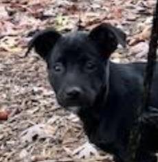 Enlarge Little Debbie Treat , an adopted mixed breed in Andover, MA image 4/6