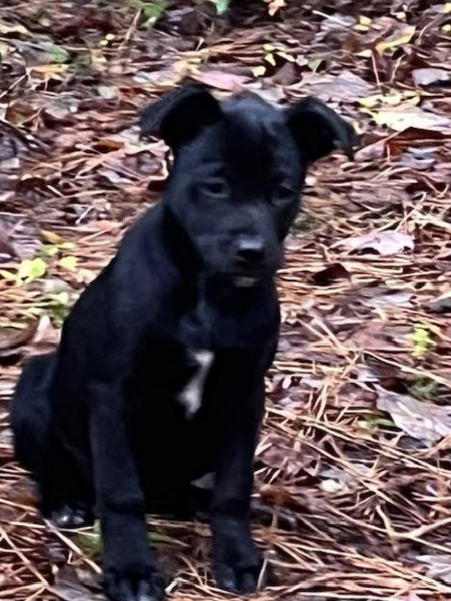Enlarge Little Debbie Treat , an adopted mixed breed in Andover, MA image 6/6