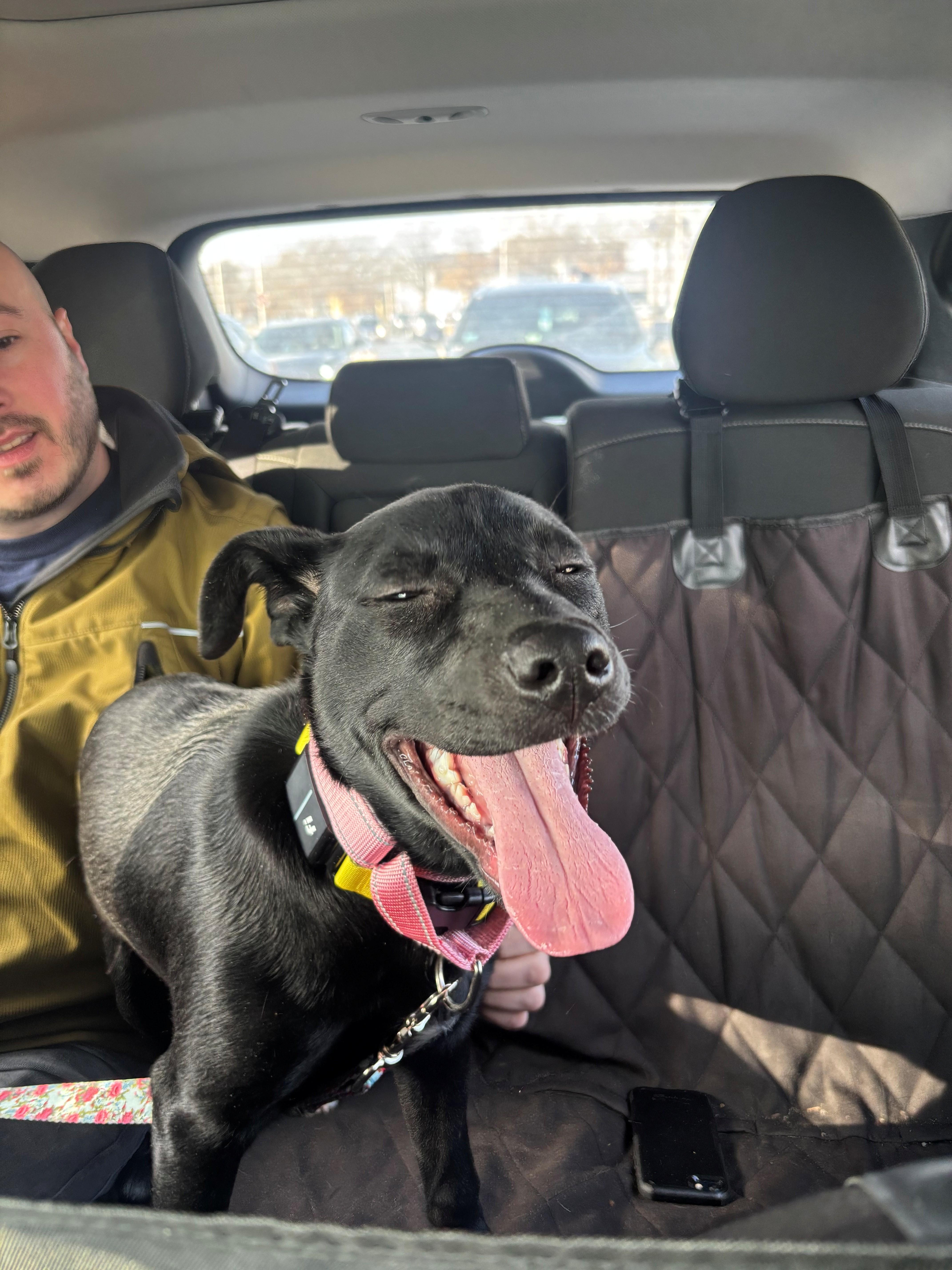 Enlarge Little Debbie Treat , an adopted mixed breed in Andover, MA image 2/6