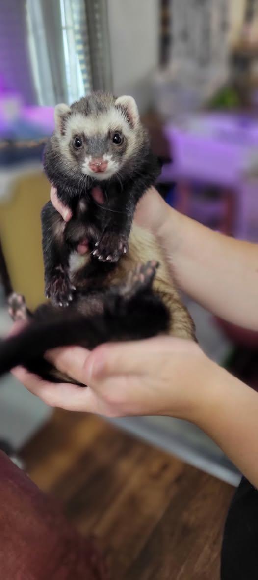 Enlarge Pogo, a Adopted Ferret in Acworth, GA image 1/1