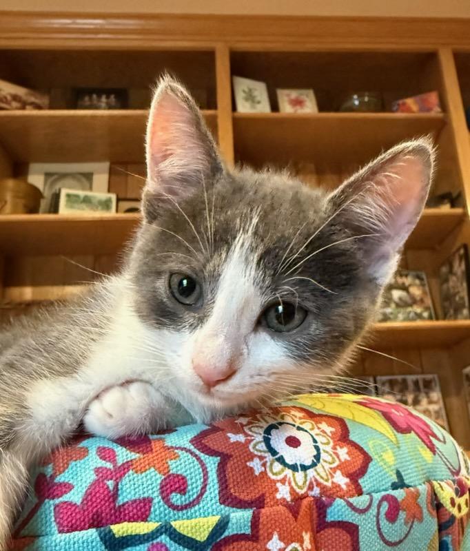 Ginger Snap, ADOPTABLE, Kitten Female Domestic Short Hair.