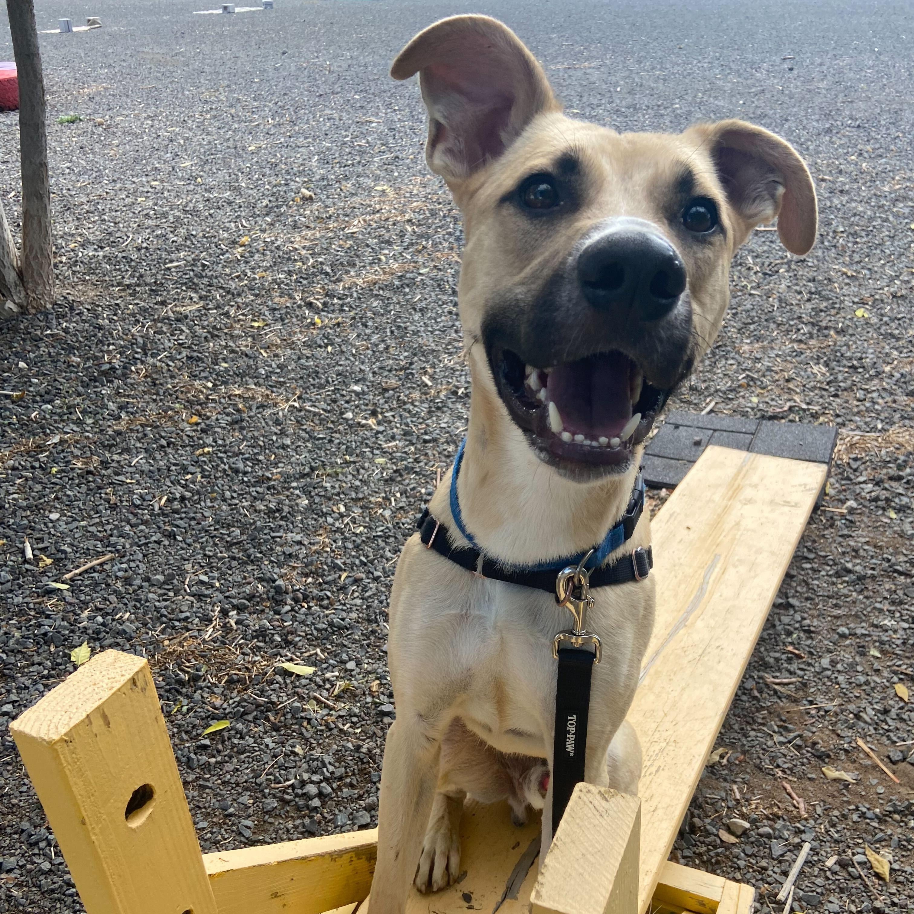 Enlarge Mouse, a Adoptable mixed breed in Washoe Valley, NV image 2/2