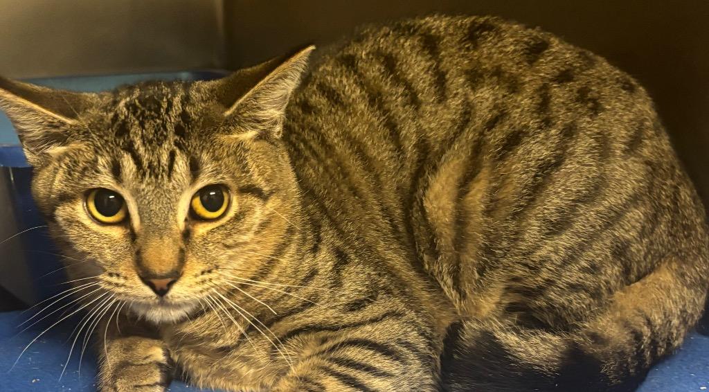 Garth (Baloo) (Petco), Adoptable, Young Male Domestic Short Hair.