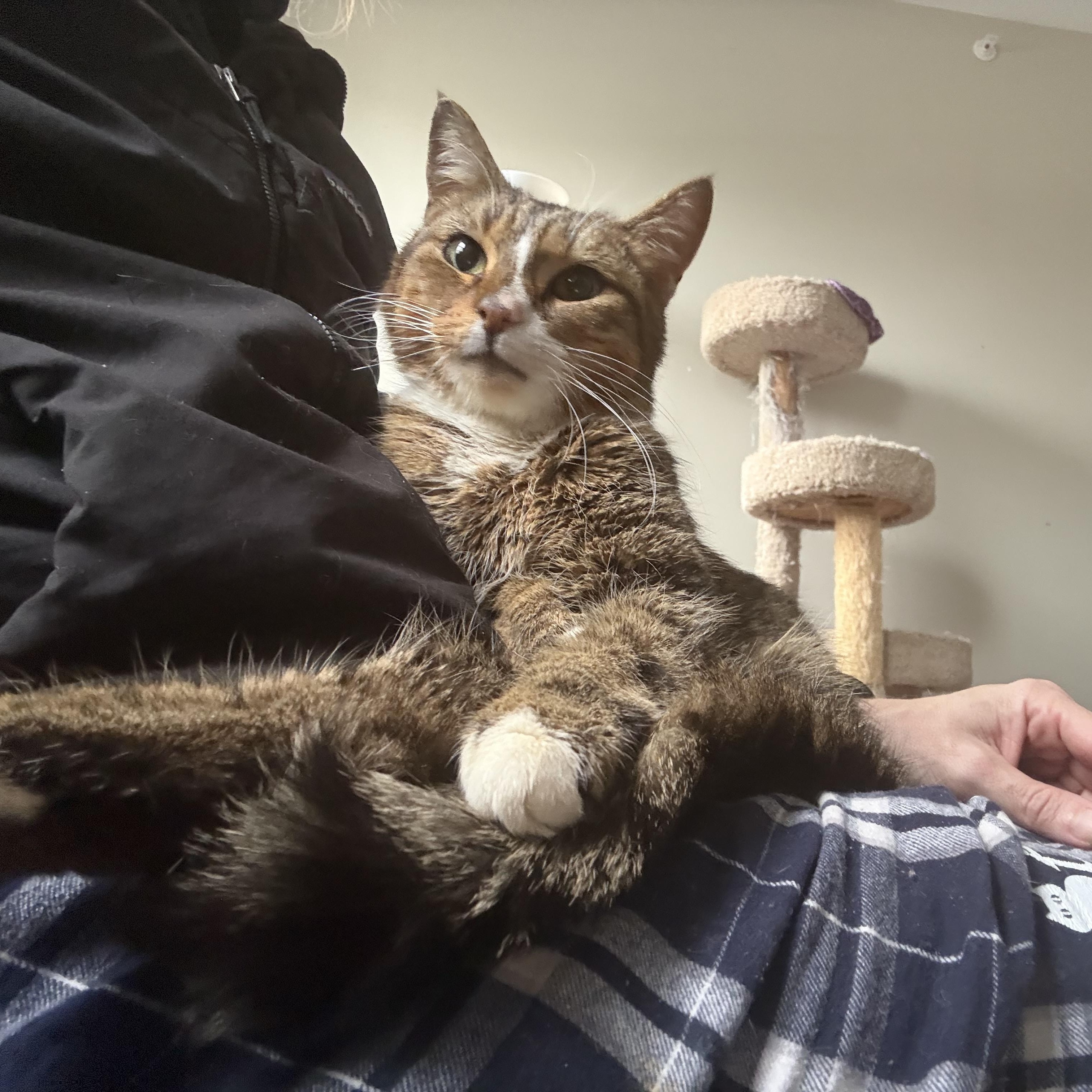 Enlarge Mazda (Three Legged Kitty), an adopted Domestic Short Hair in Warminster, PA image 4/6