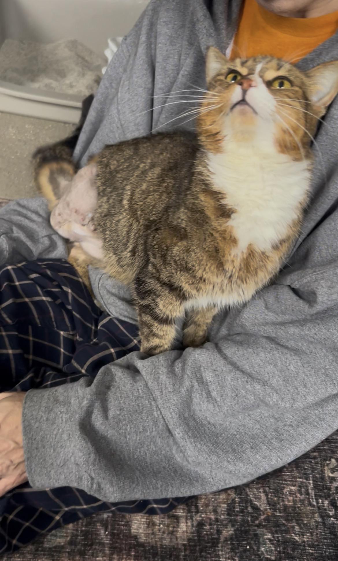 Enlarge Mazda (Three Legged Kitty), an adopted Domestic Short Hair in Warminster, PA image 3/6