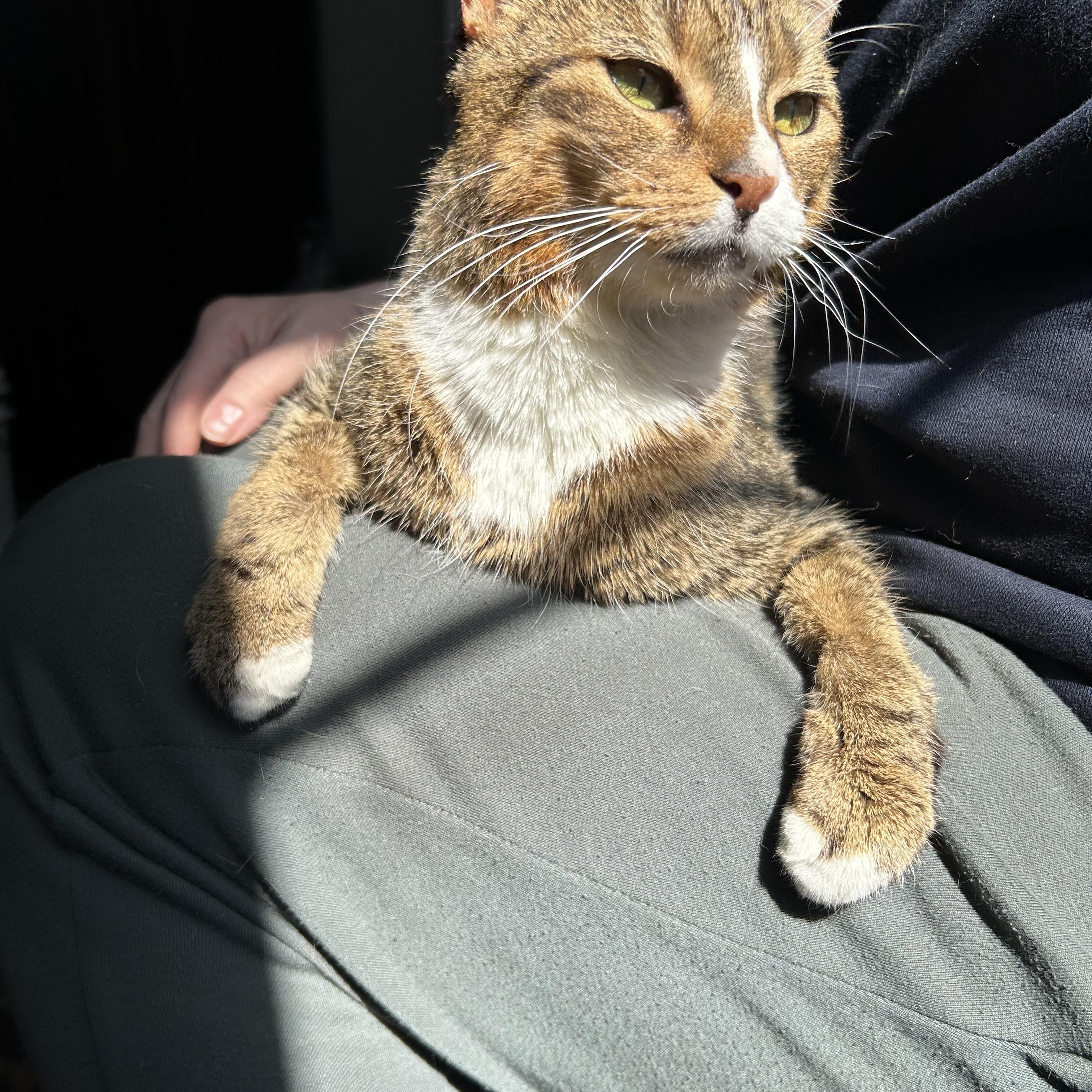 Enlarge Mazda (Three Legged Kitty), an adopted Domestic Short Hair in Warminster, PA image 6/6