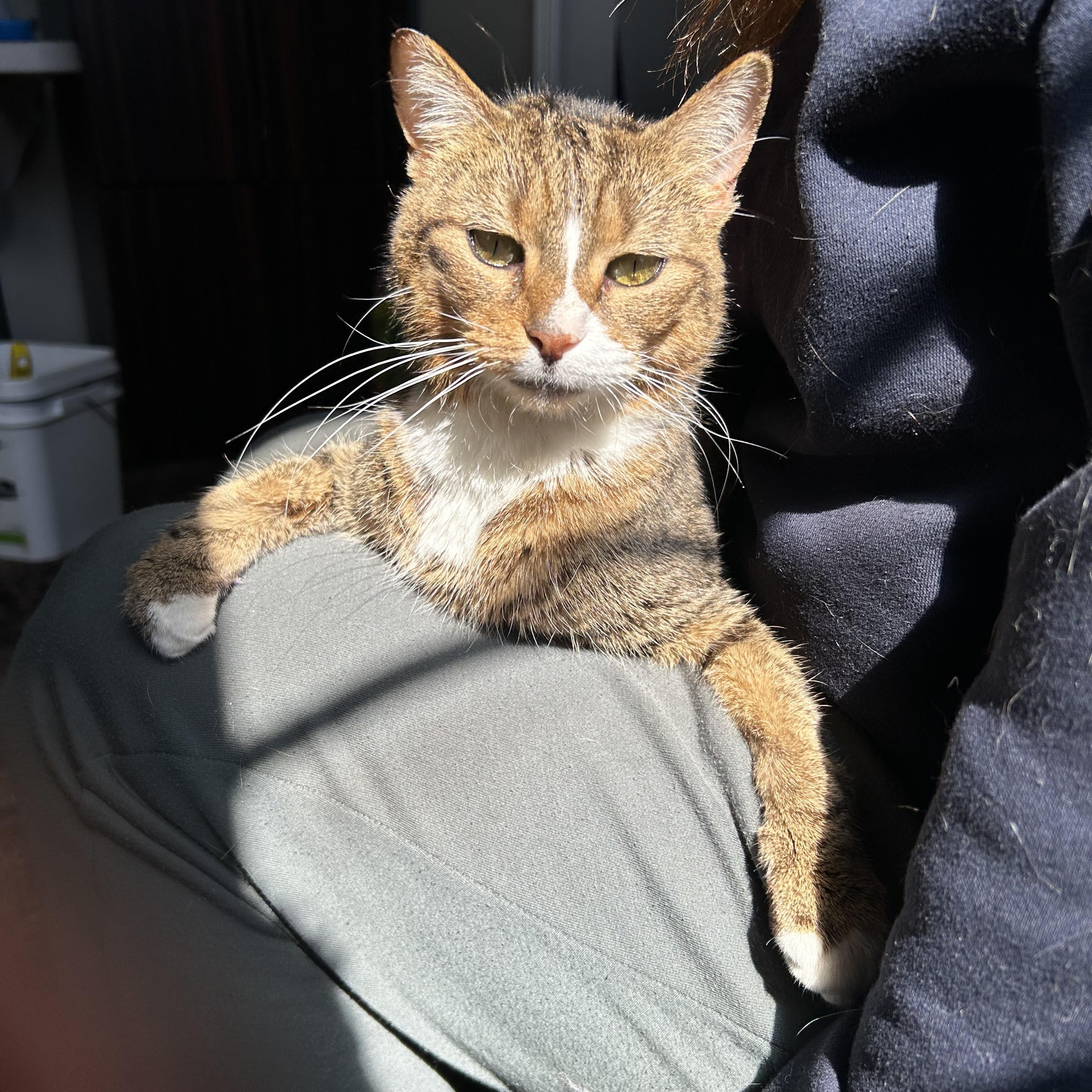 Mazda (Three Legged Kitty), adopted, Young Female Domestic Short Hair.