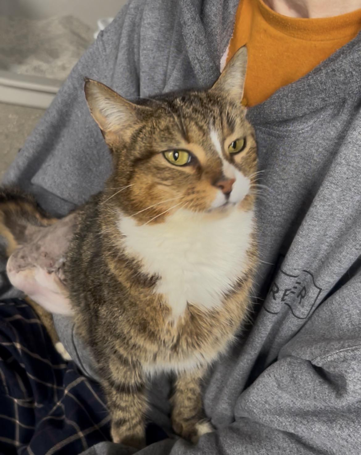 Enlarge Mazda (Three Legged Kitty), an adopted Domestic Short Hair in Warminster, PA image 2/6