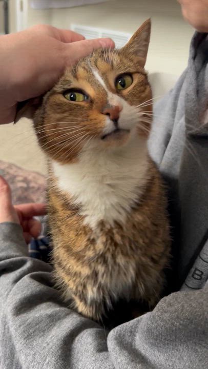 Enlarge Mazda (Three Legged Kitty), an adopted Domestic Short Hair in Warminster, PA video 5/6