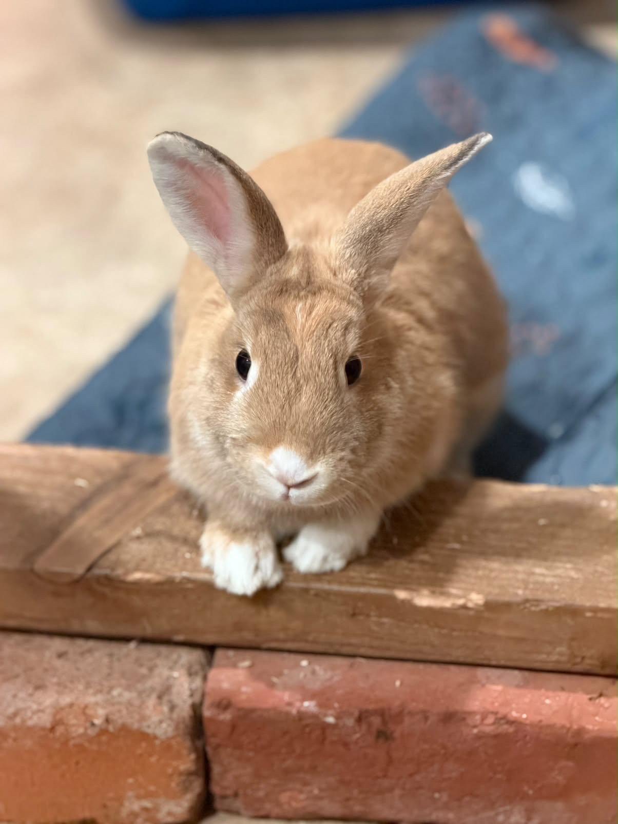 Punky, Adoptable, Young Male American.