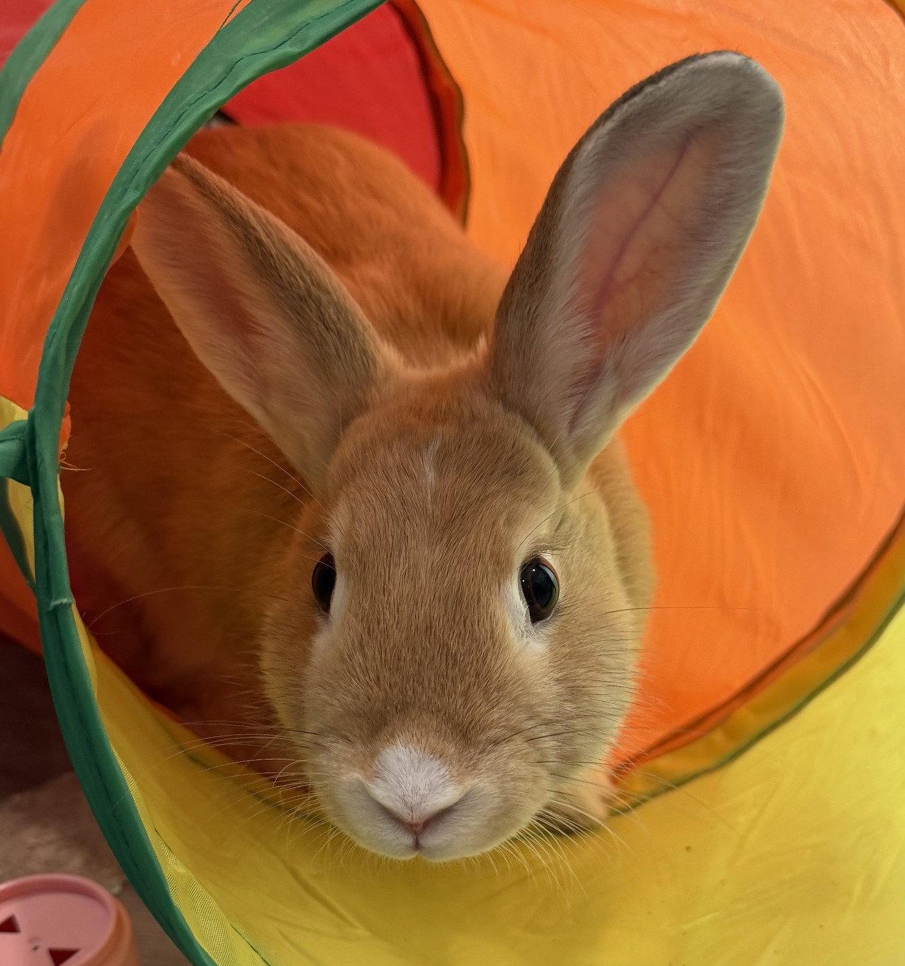 Punky, Adoptable, Young Male American.