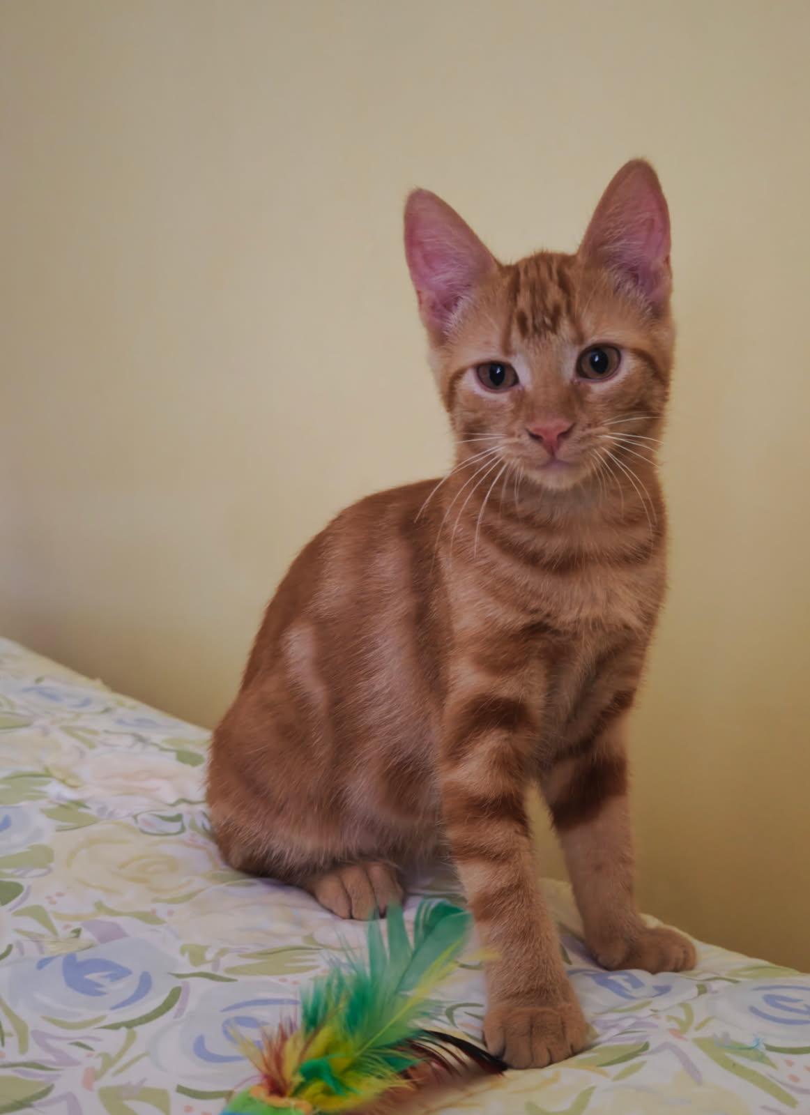 Enlarge MILA, a Adoptable mixed breed in Niagara on the Lake, ON image 1/2