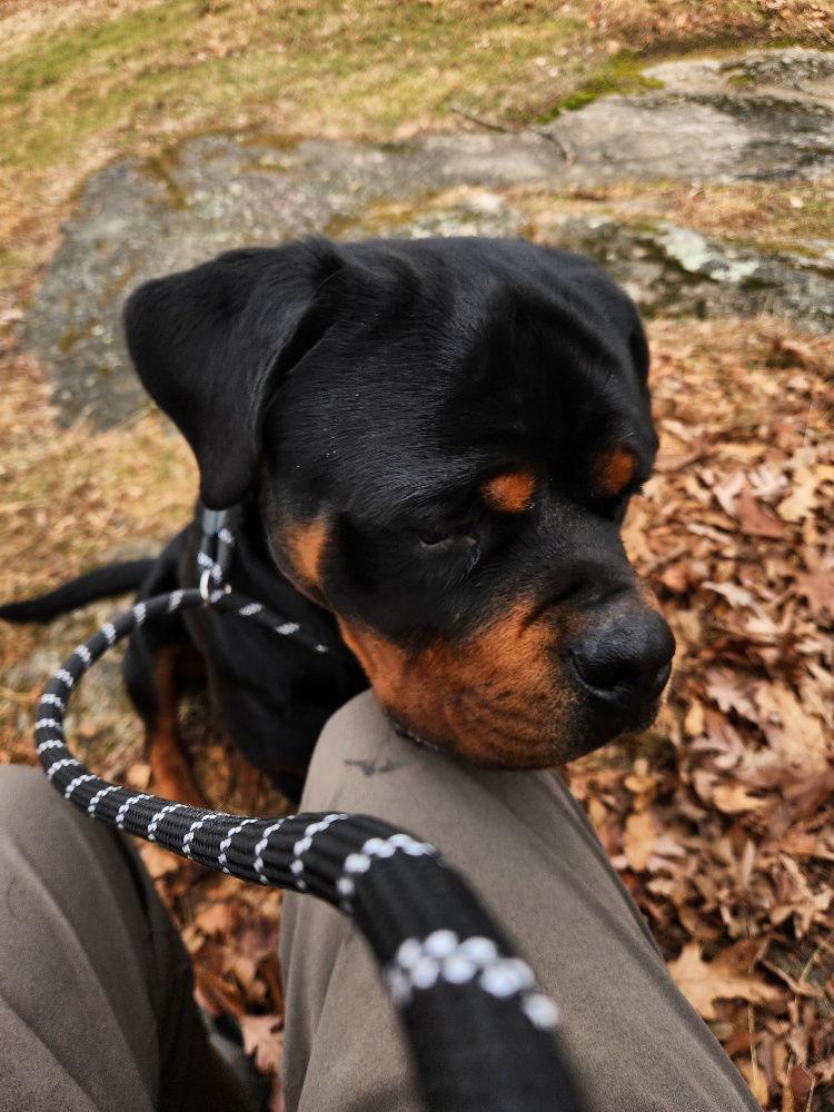 Enlarge GOLIATH-Courtesy post, a Adoptable Rottweiler in Hillsboro, NH image 1/3
