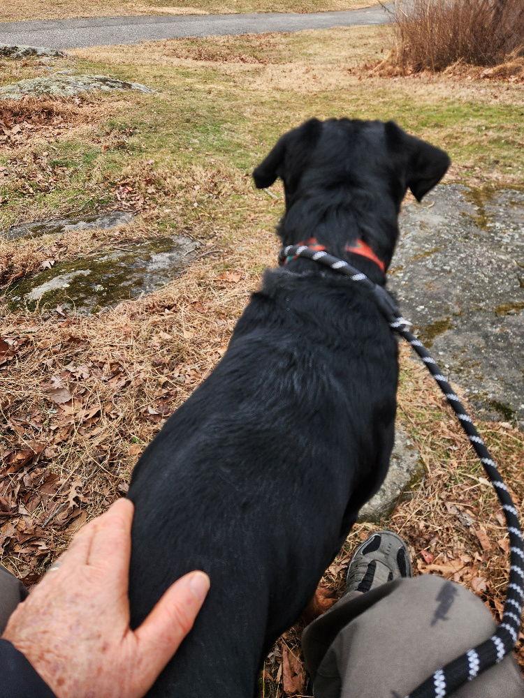 Enlarge GOLIATH-Courtesy post, a Adoptable Rottweiler in Hillsboro, NH image 3/3