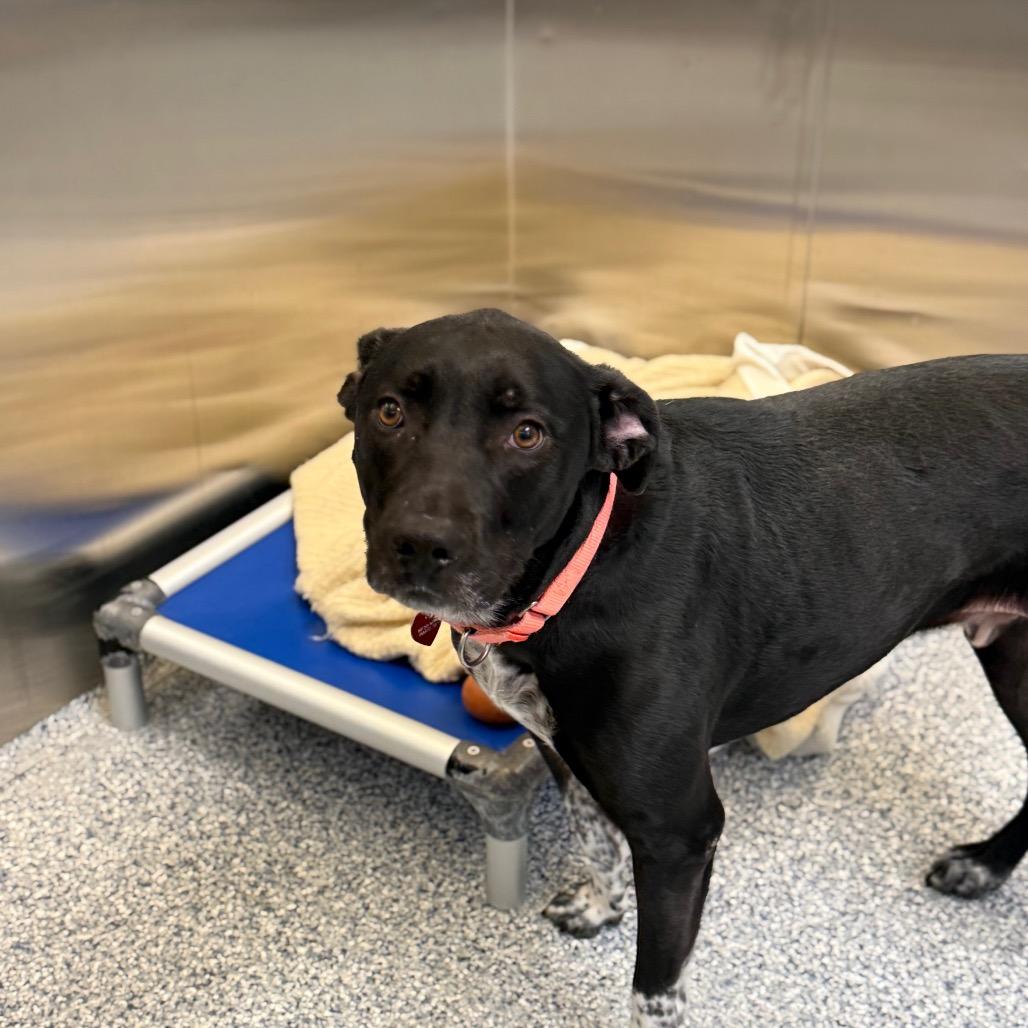 Enlarge Smokey, a Adoptable Mixed Breed in Great Falls, MT image 2/6