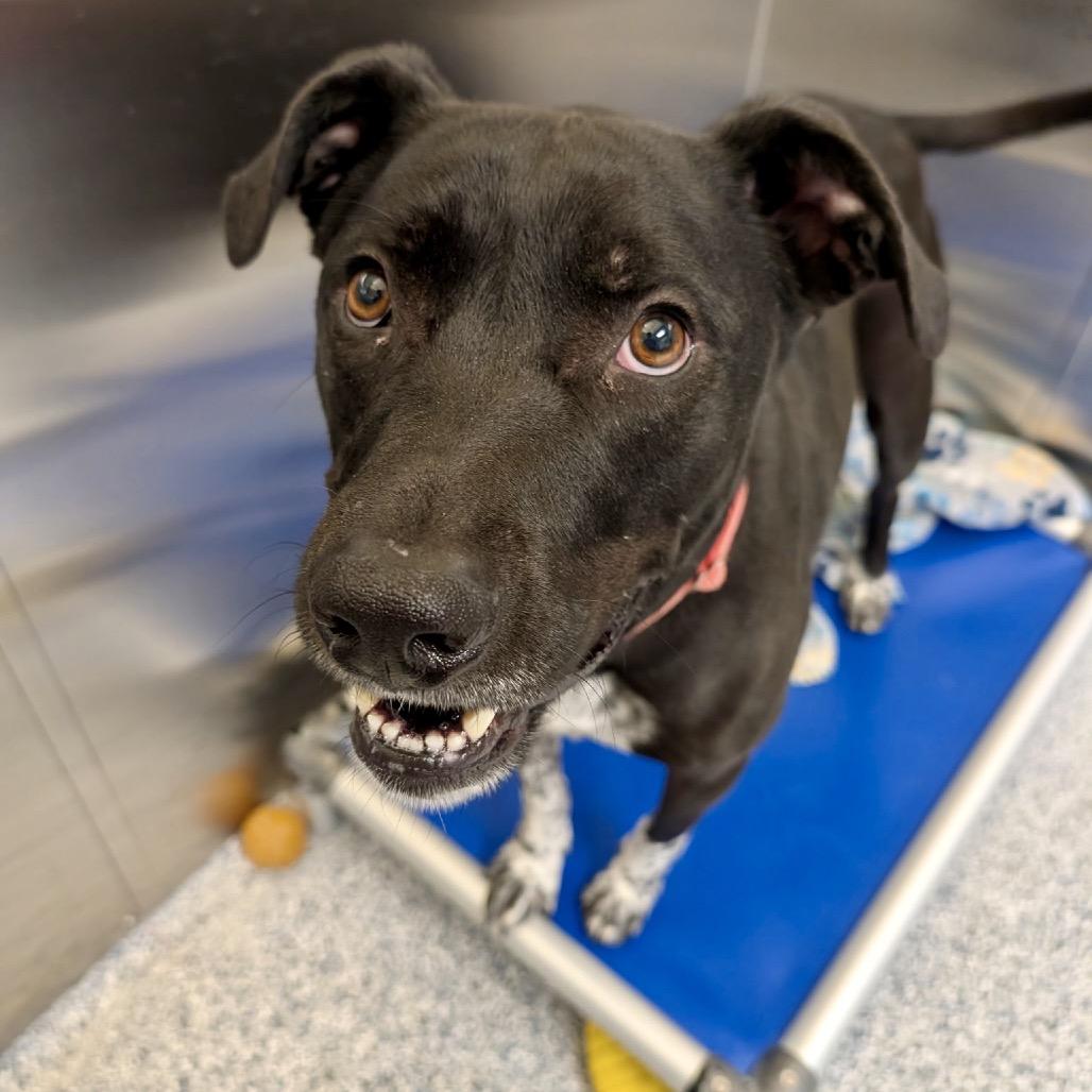 Enlarge Smokey, a Adoptable Mixed Breed in Great Falls, MT image 3/6